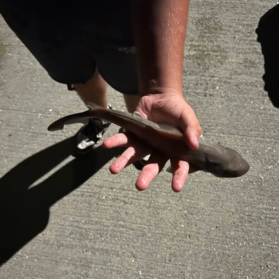 Dusky smooth-hound caught on Fishbrain