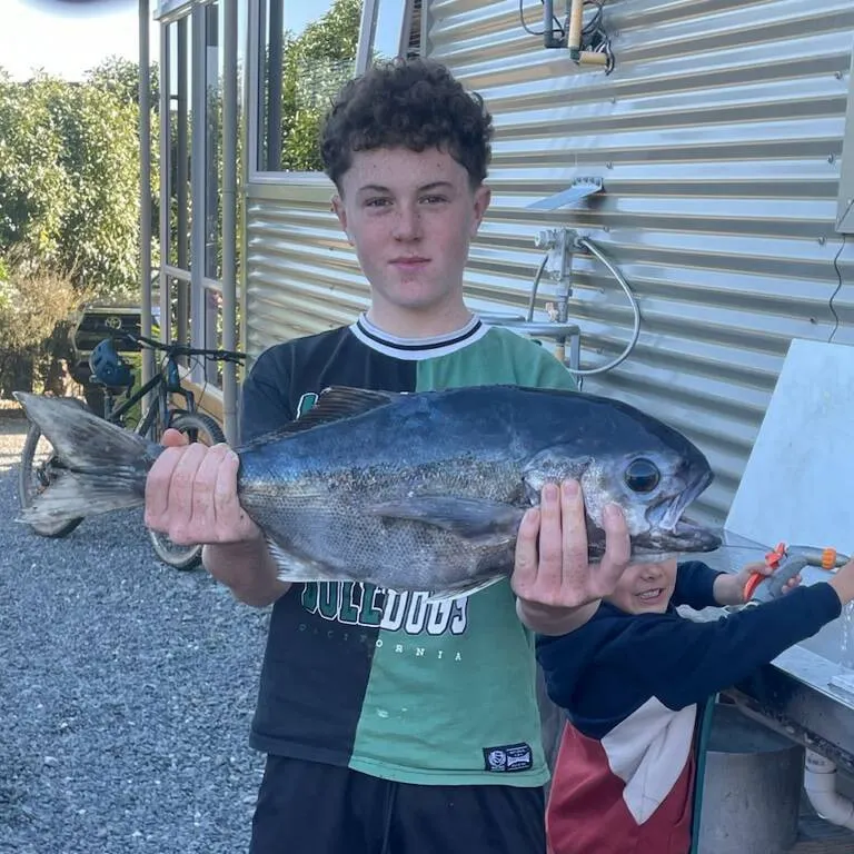 The most recent Bluenose warehou catches on Fishbrain