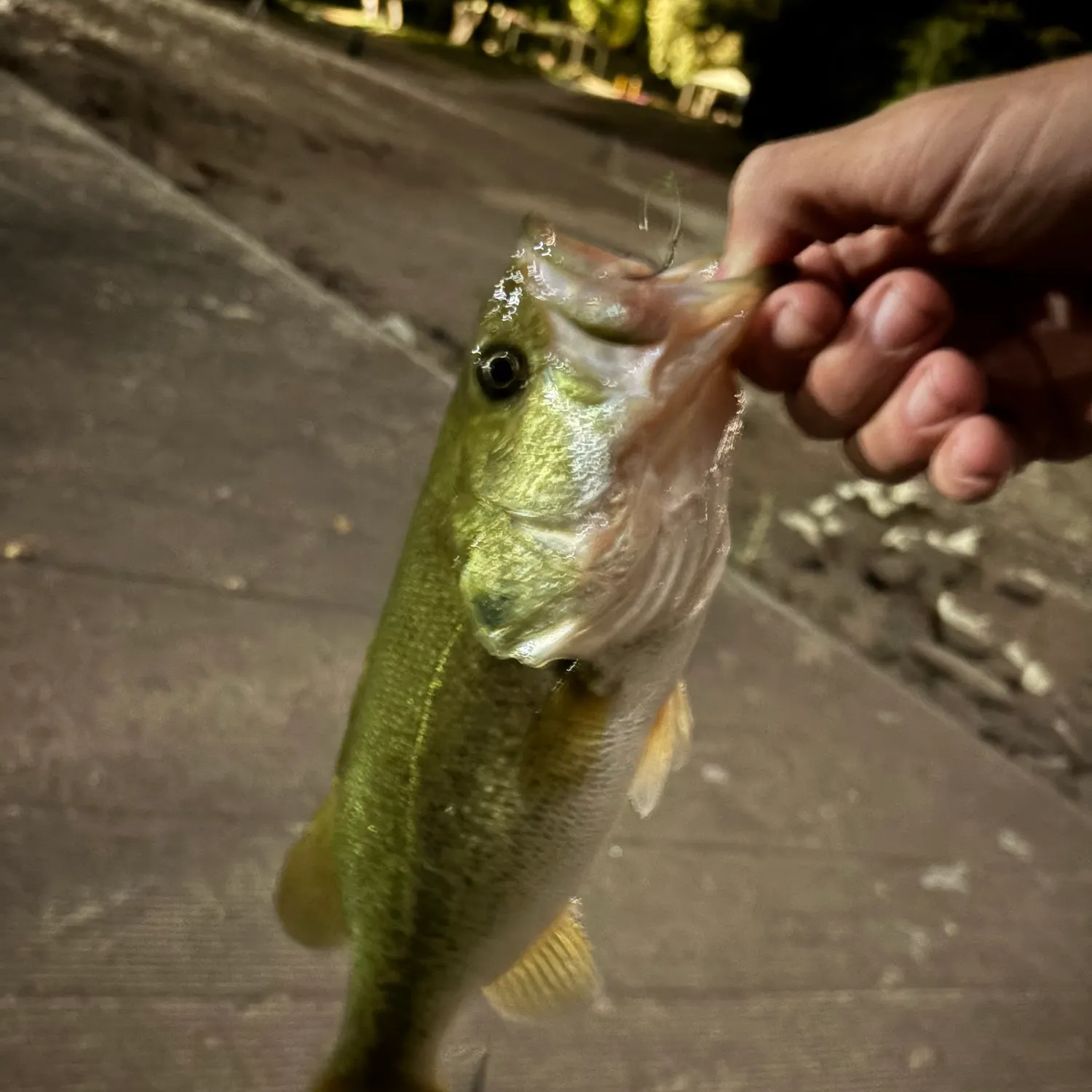 Largemouth bass caught on Fishbrain