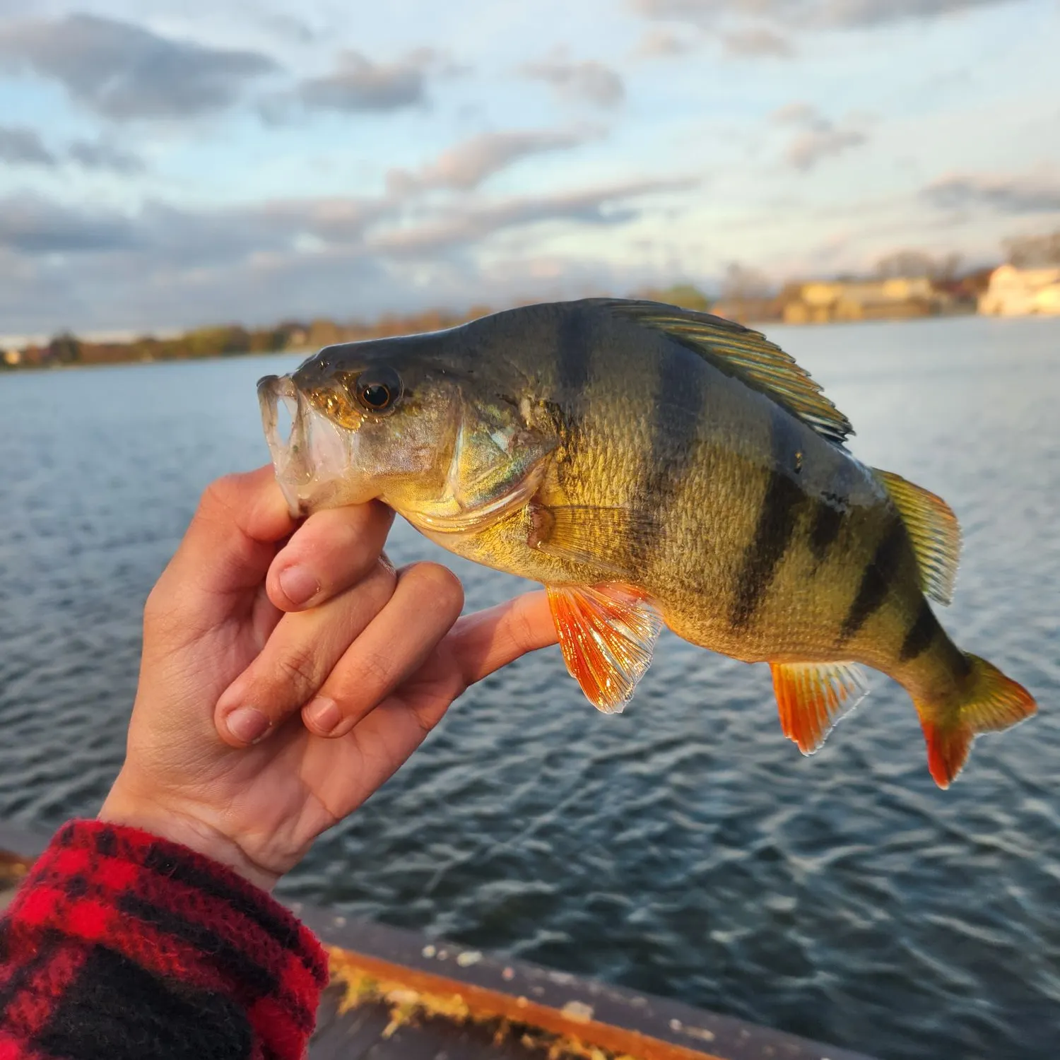 European perch caught on Fishbrain