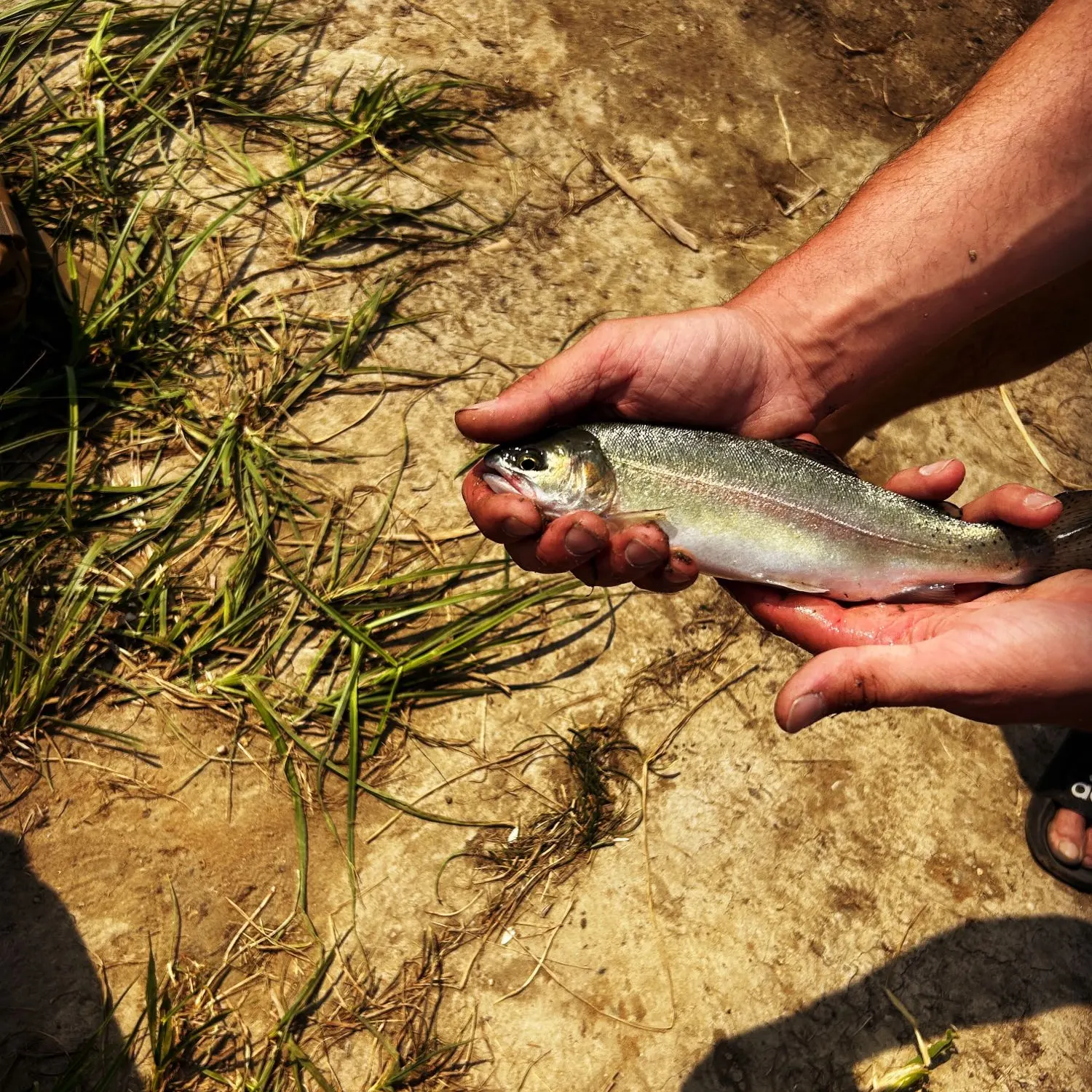 Rainbow trout caught on Fishbrain