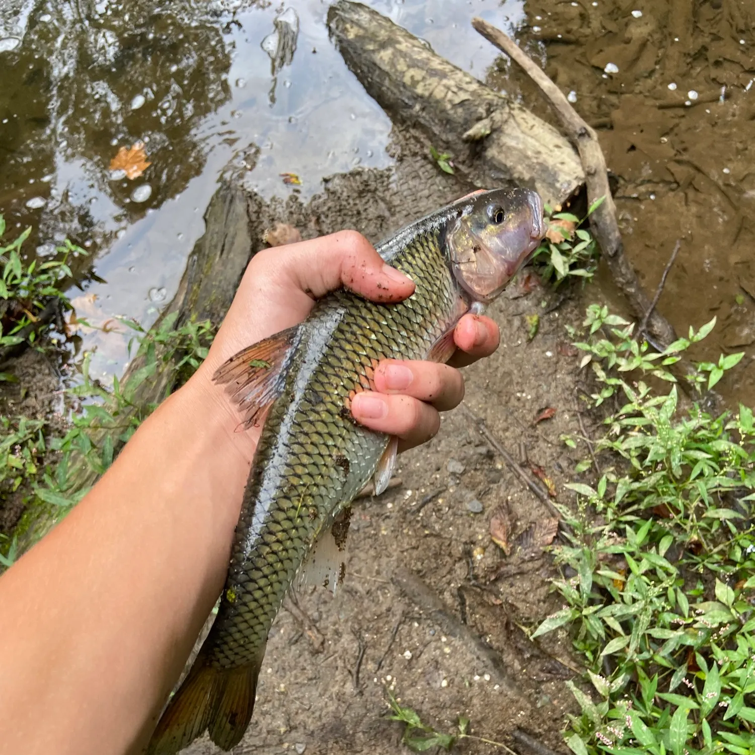 Fallfish caught on Fishbrain