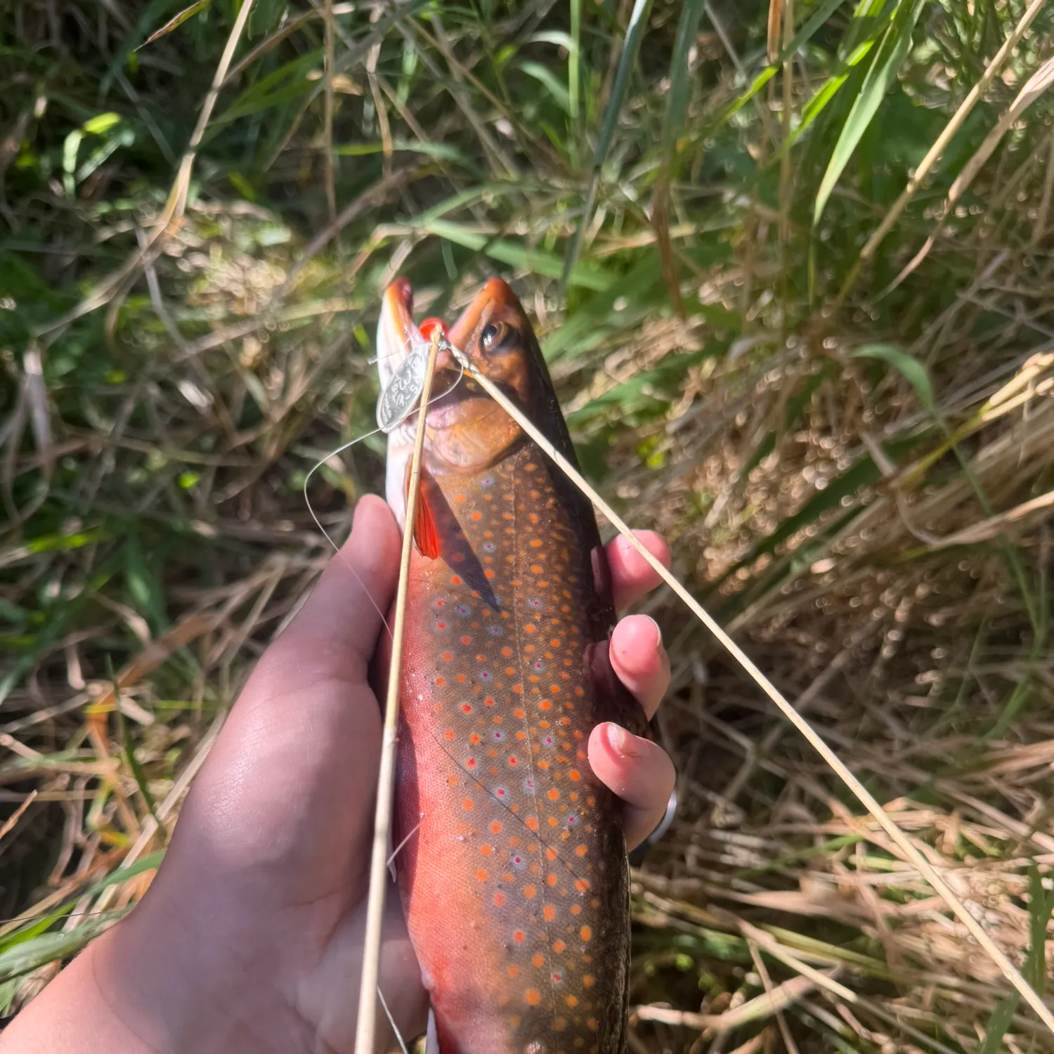 Brook trout caught on Fishbrain