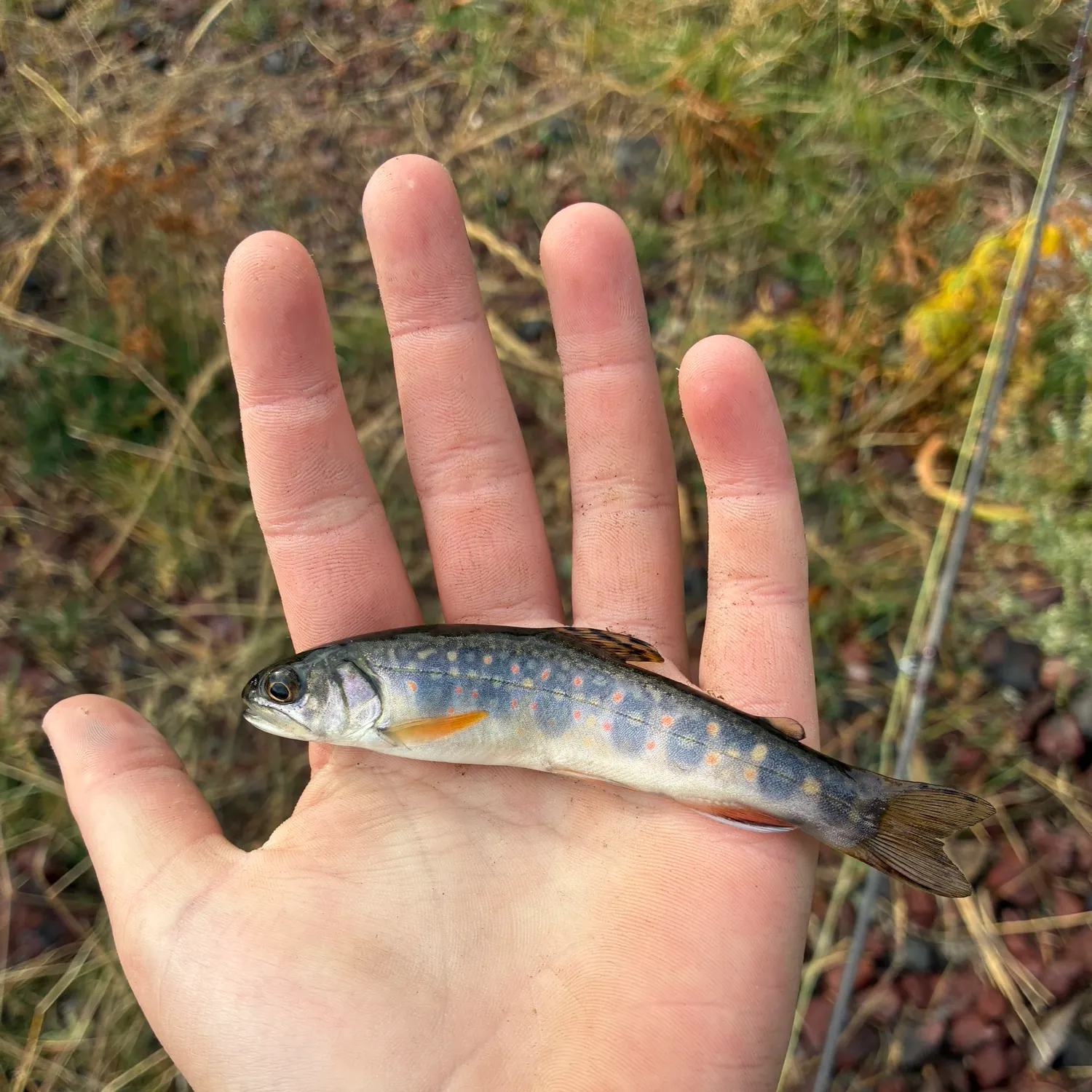 Brook trout caught on Fishbrain