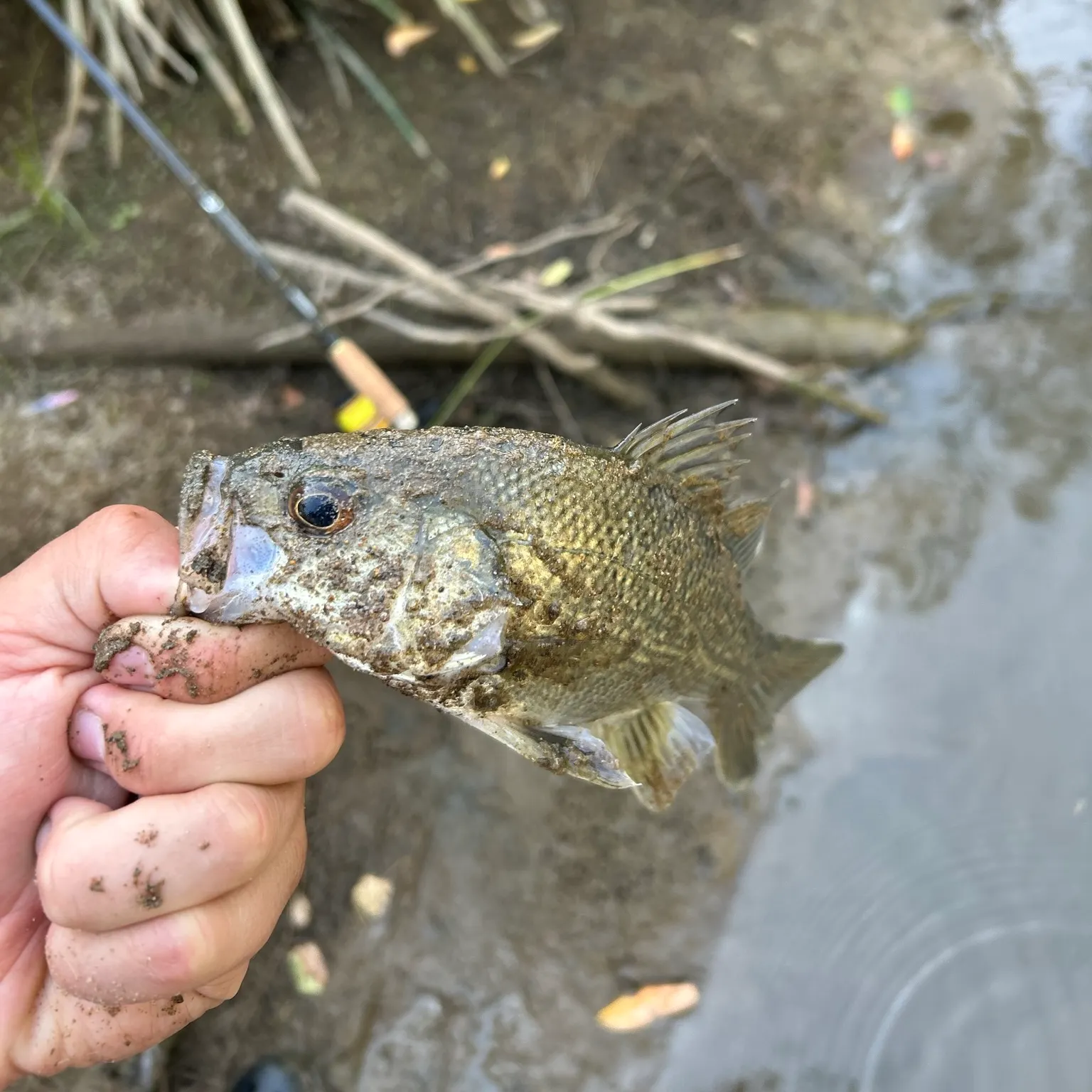 The most recent Australian bass catches on Fishbrain