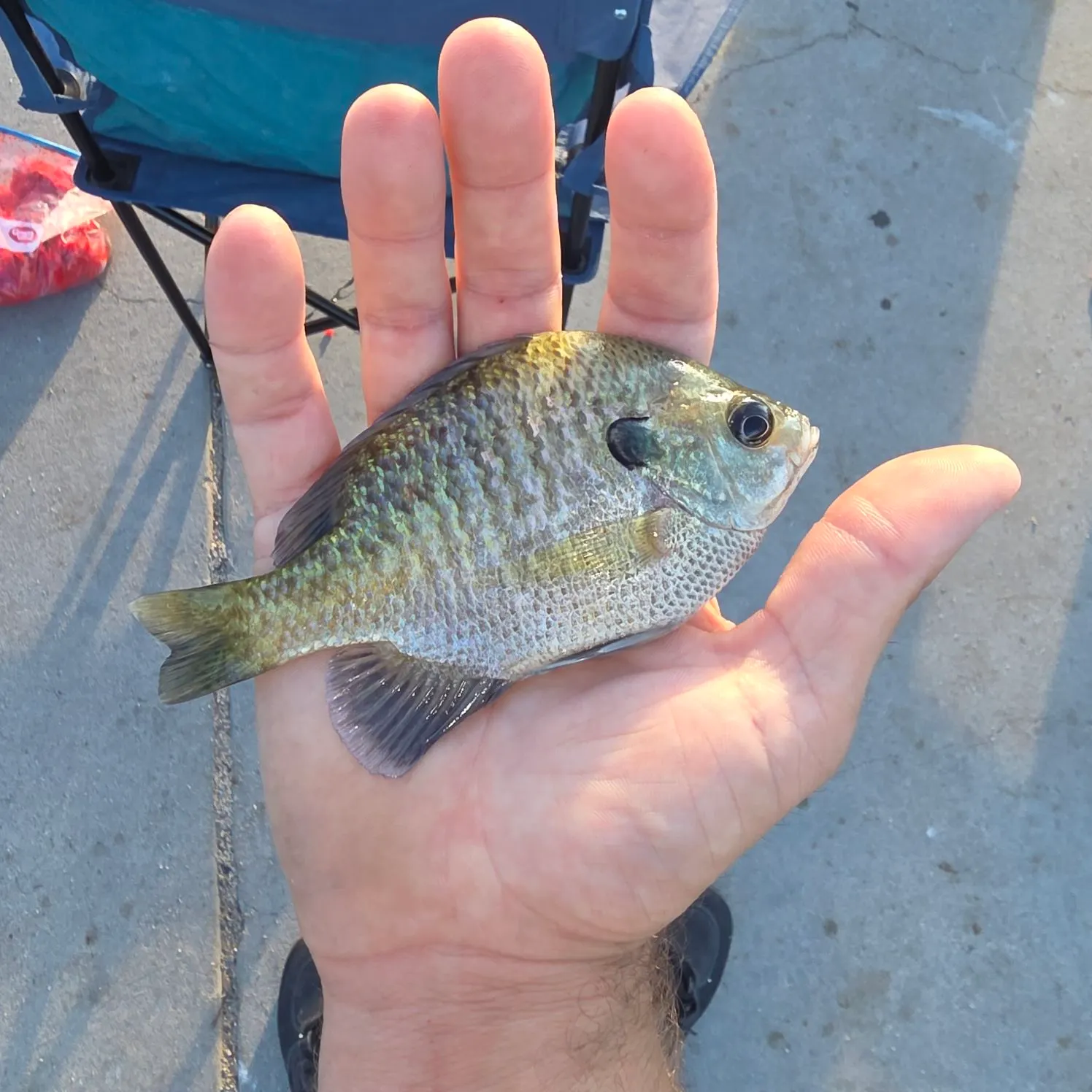 Bluegill caught on Fishbrain