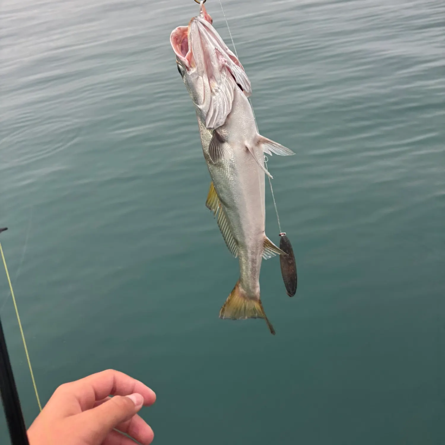 The most recent White seabass catches on Fishbrain