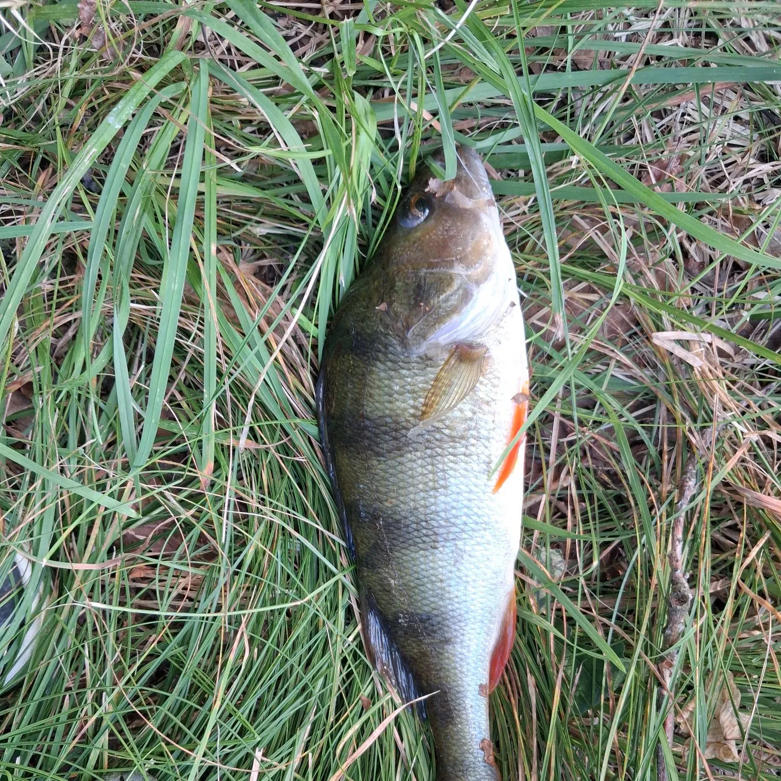 European perch caught on Fishbrain