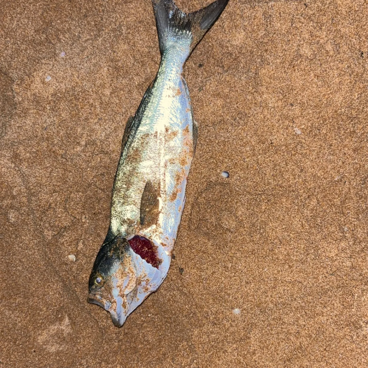 The most recent Bluefish catches on Fishbrain