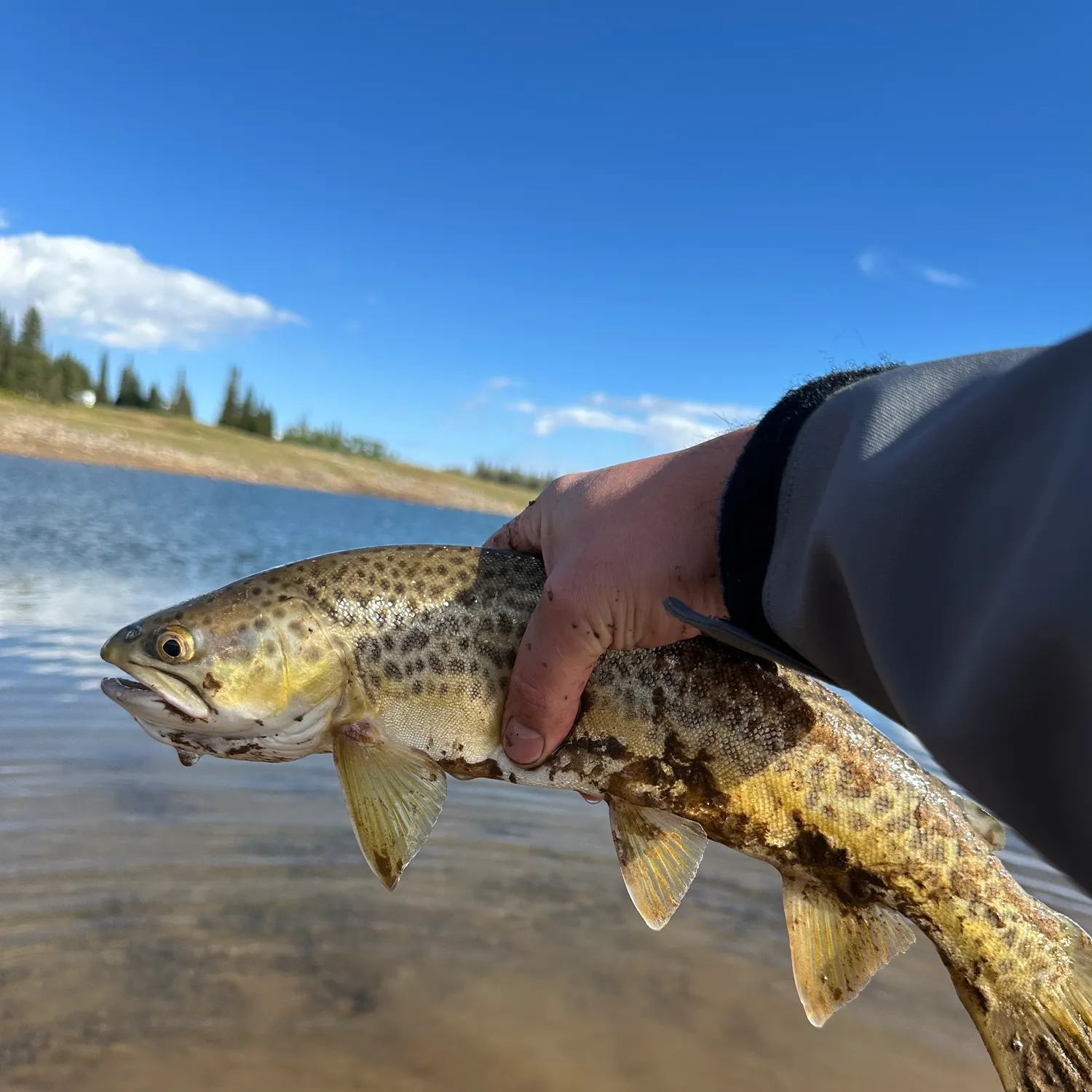 Tiger trout caught on Fishbrain