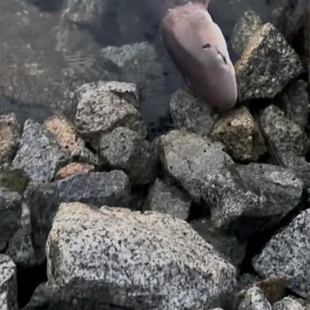 Pacific spiny dogfish caught on Fishbrain
