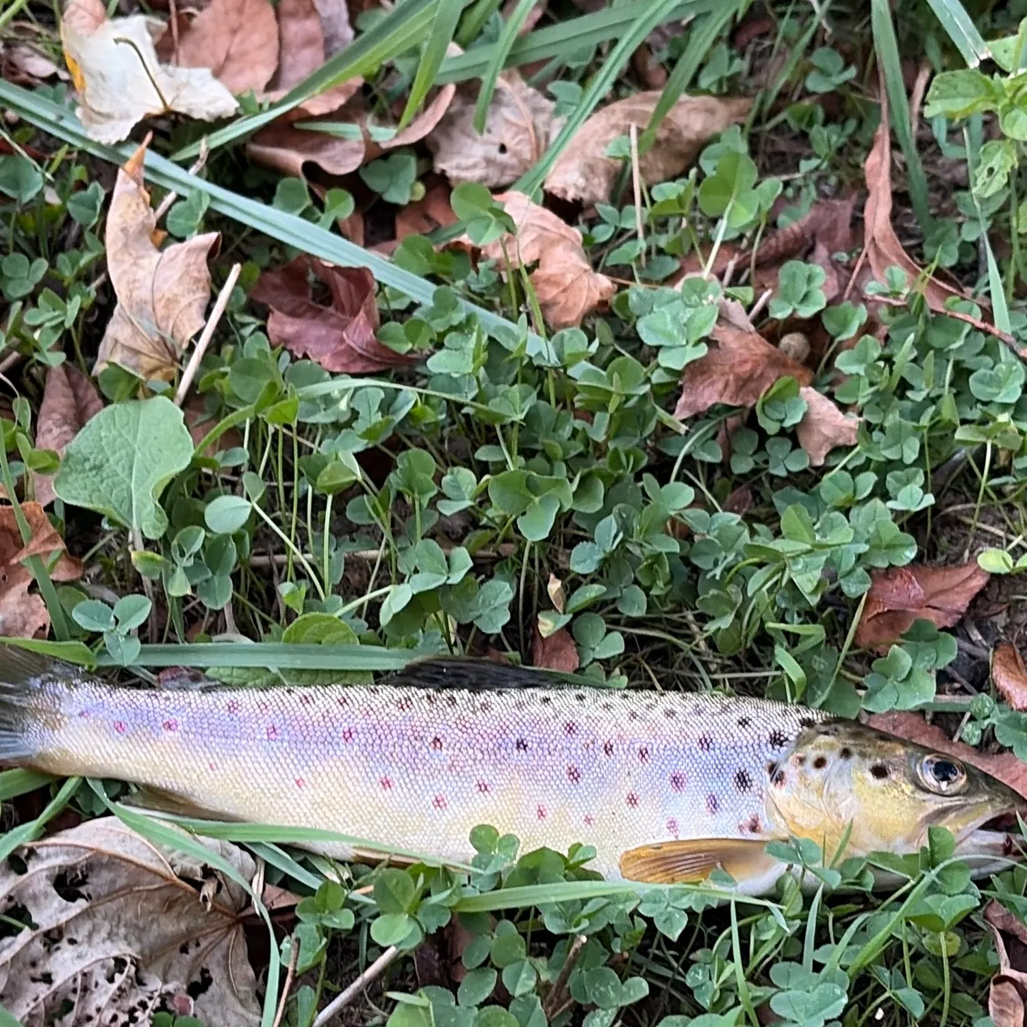 Brown trout caught on Fishbrain