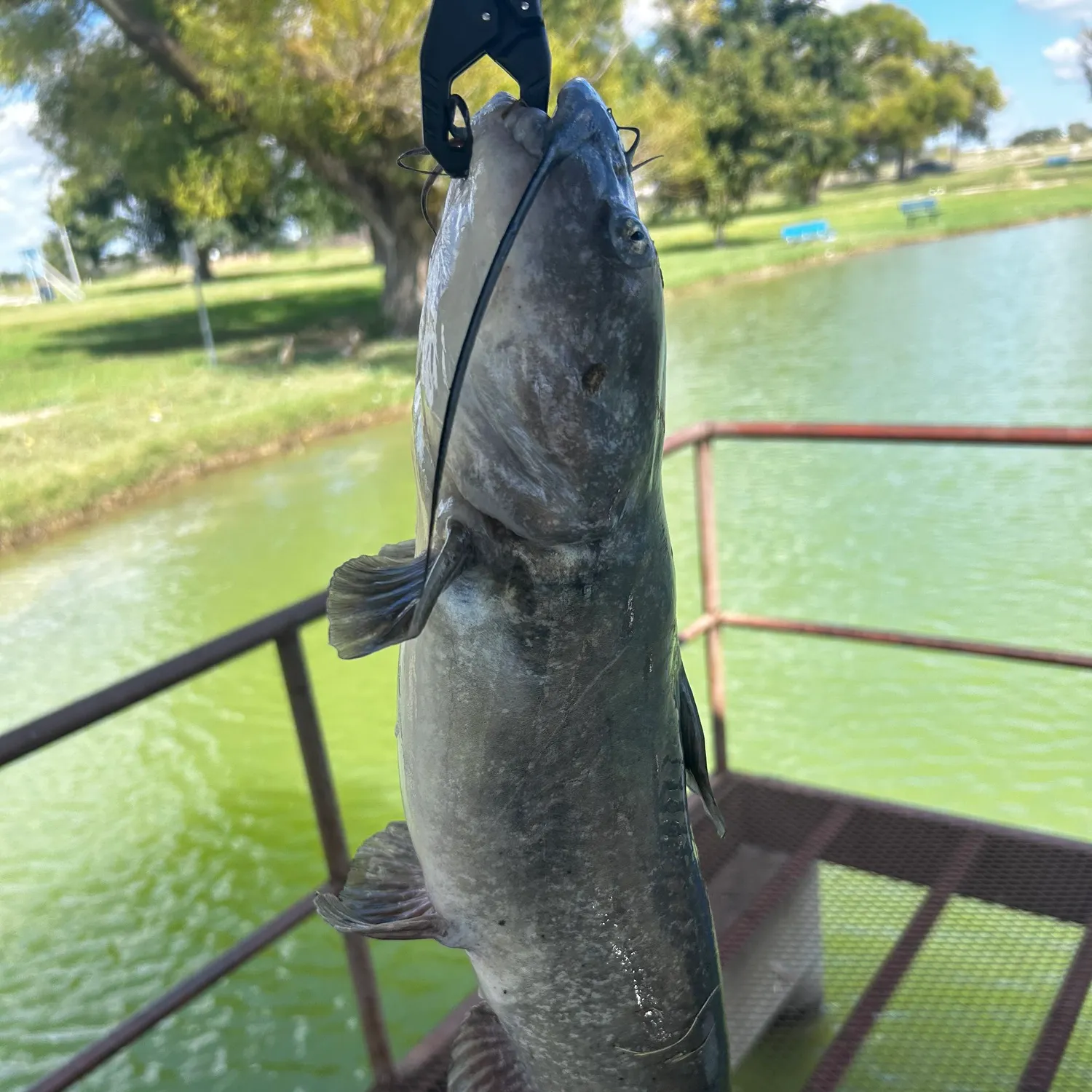 Blue catfish caught on Fishbrain