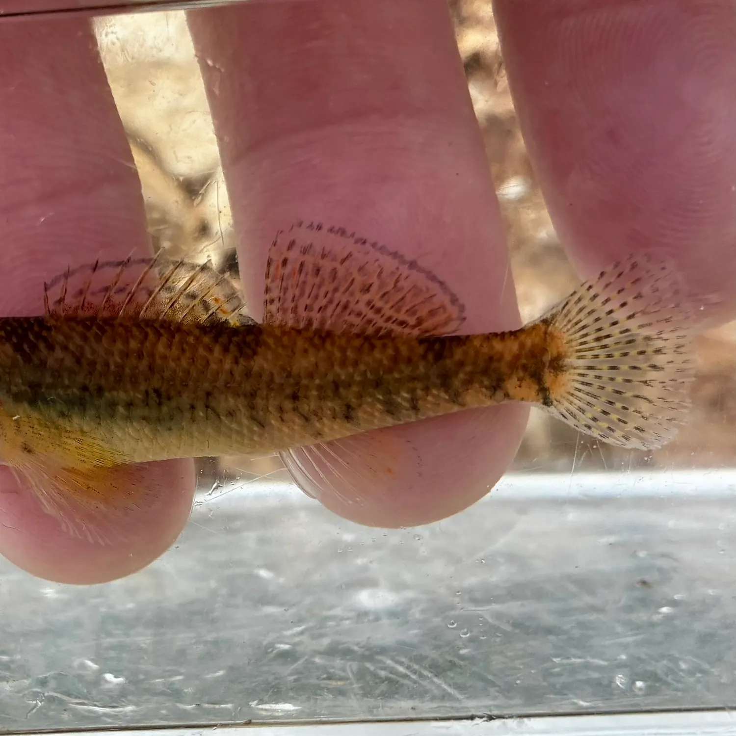 Rainbow darter caught on Fishbrain