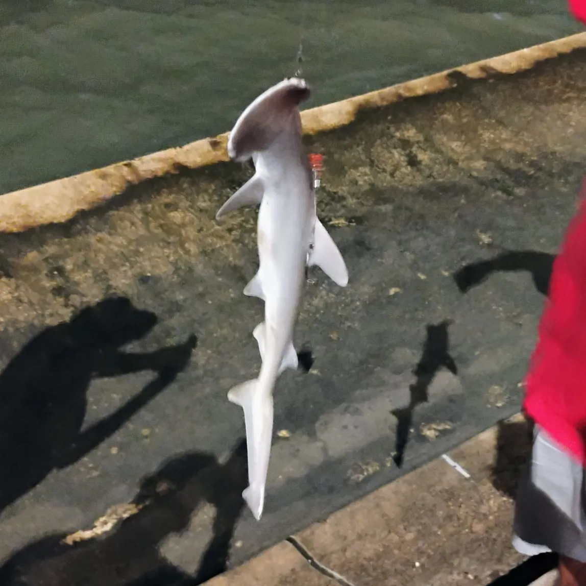 Fish caught on Fishbrain
