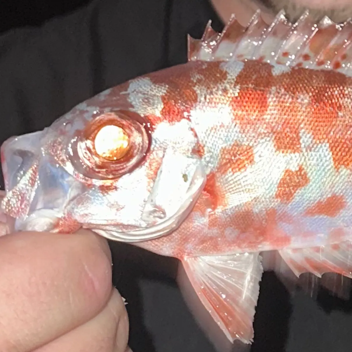 The most recent Glasseye catches on Fishbrain