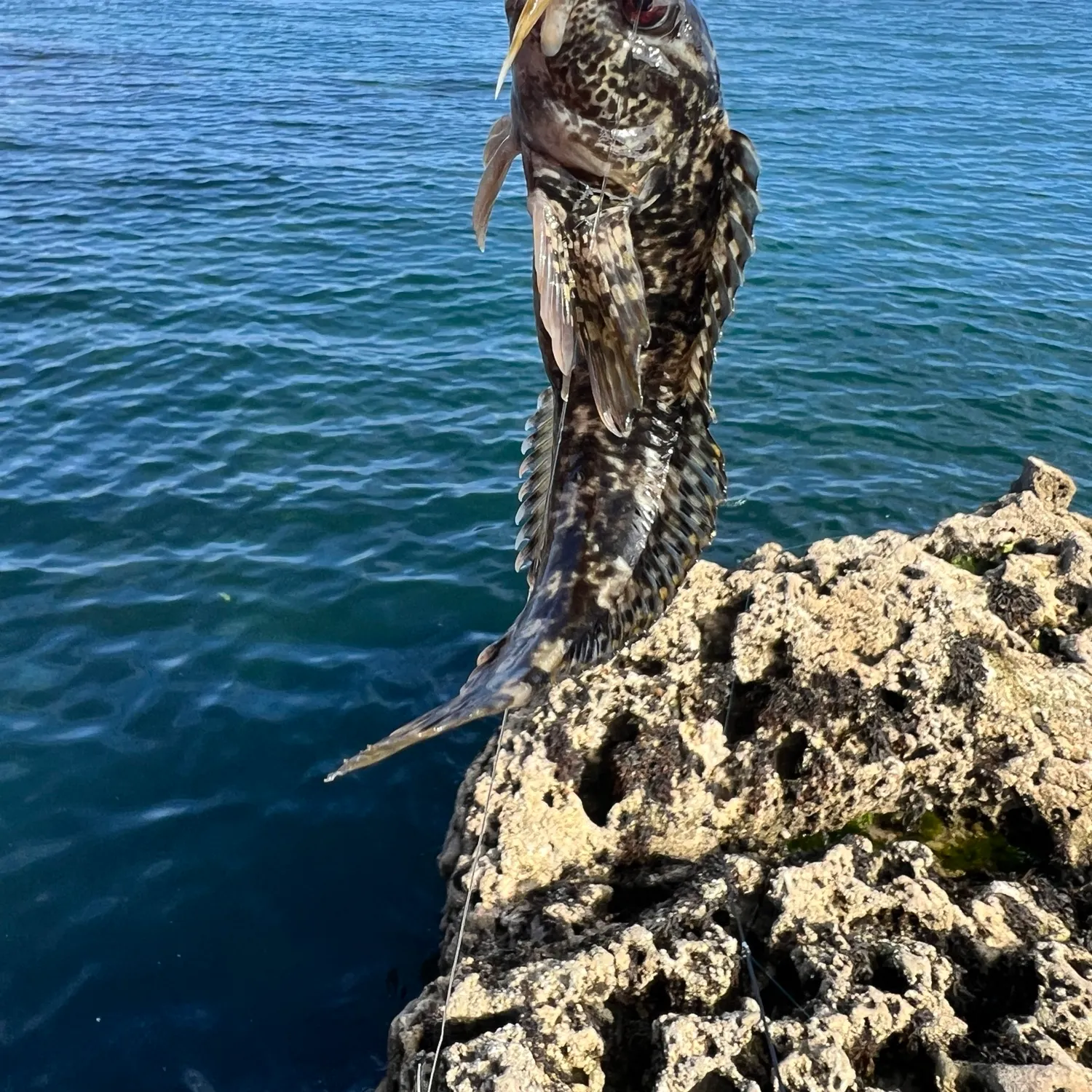 Longspined bullhead caught on Fishbrain