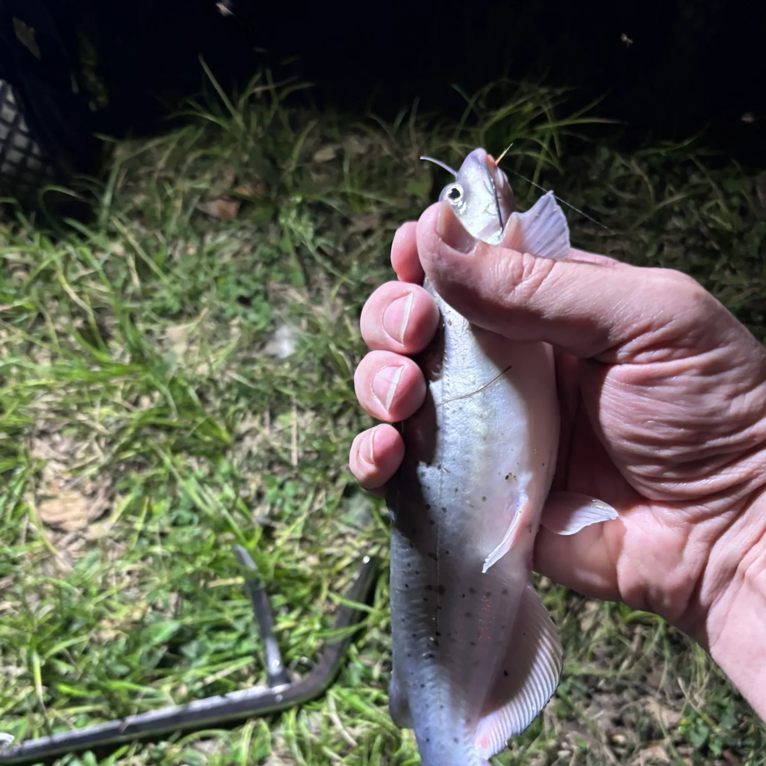 Channel catfish caught on Fishbrain