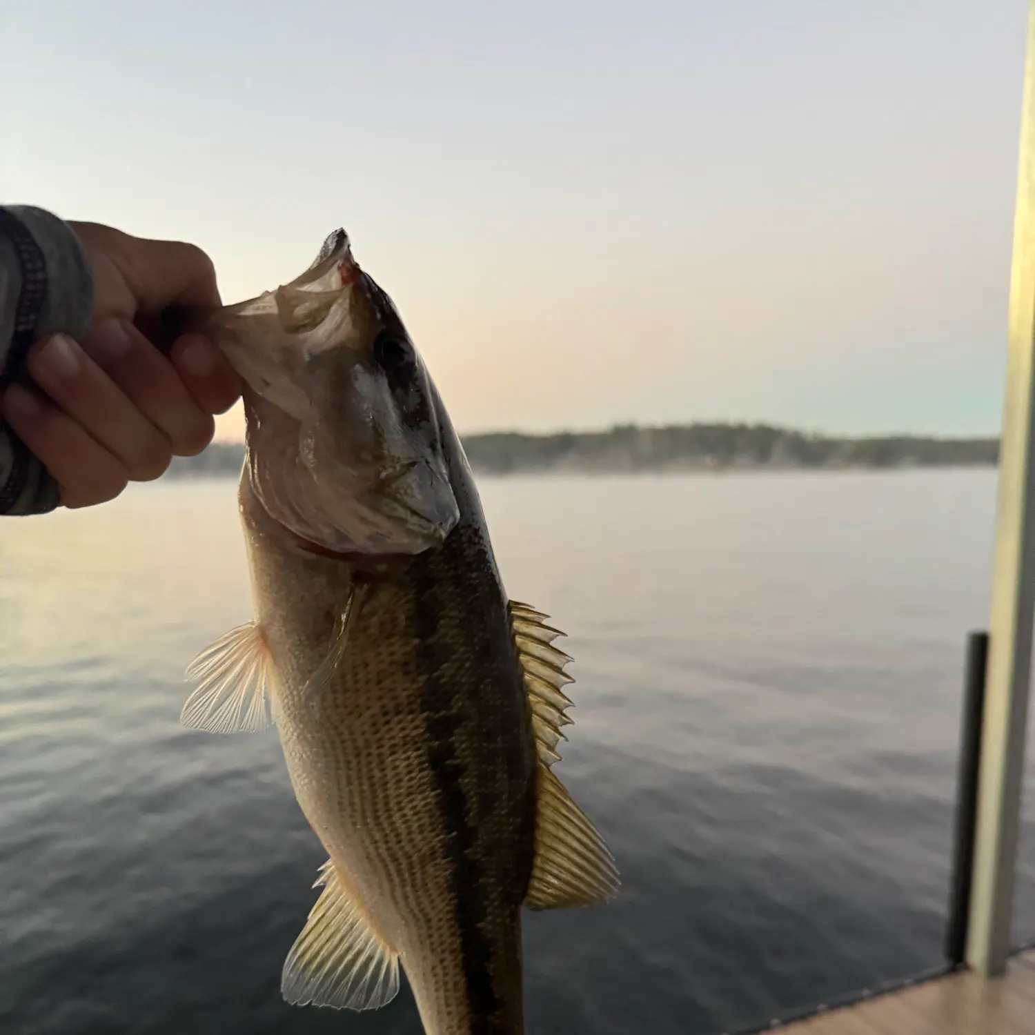 Spotted bass caught on Fishbrain