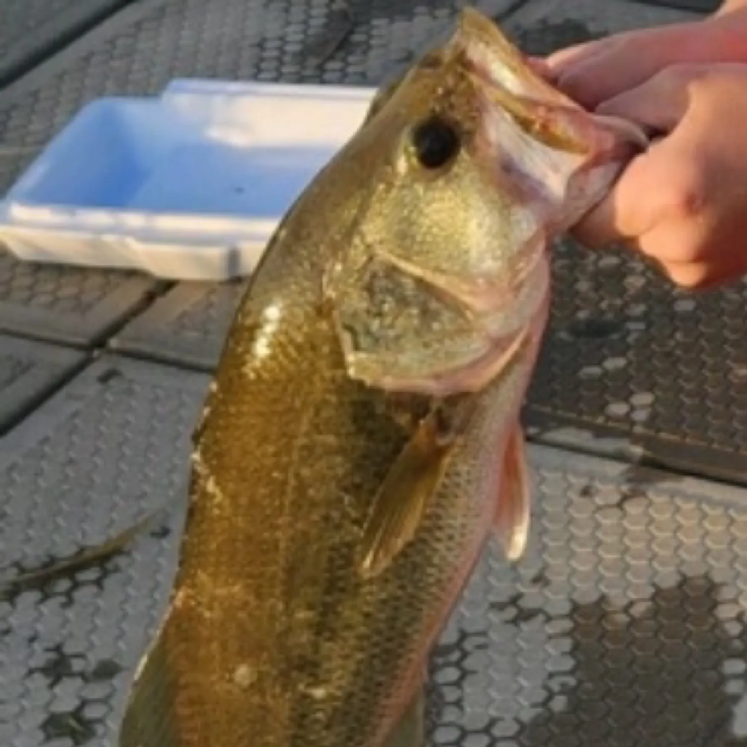 angler catch
