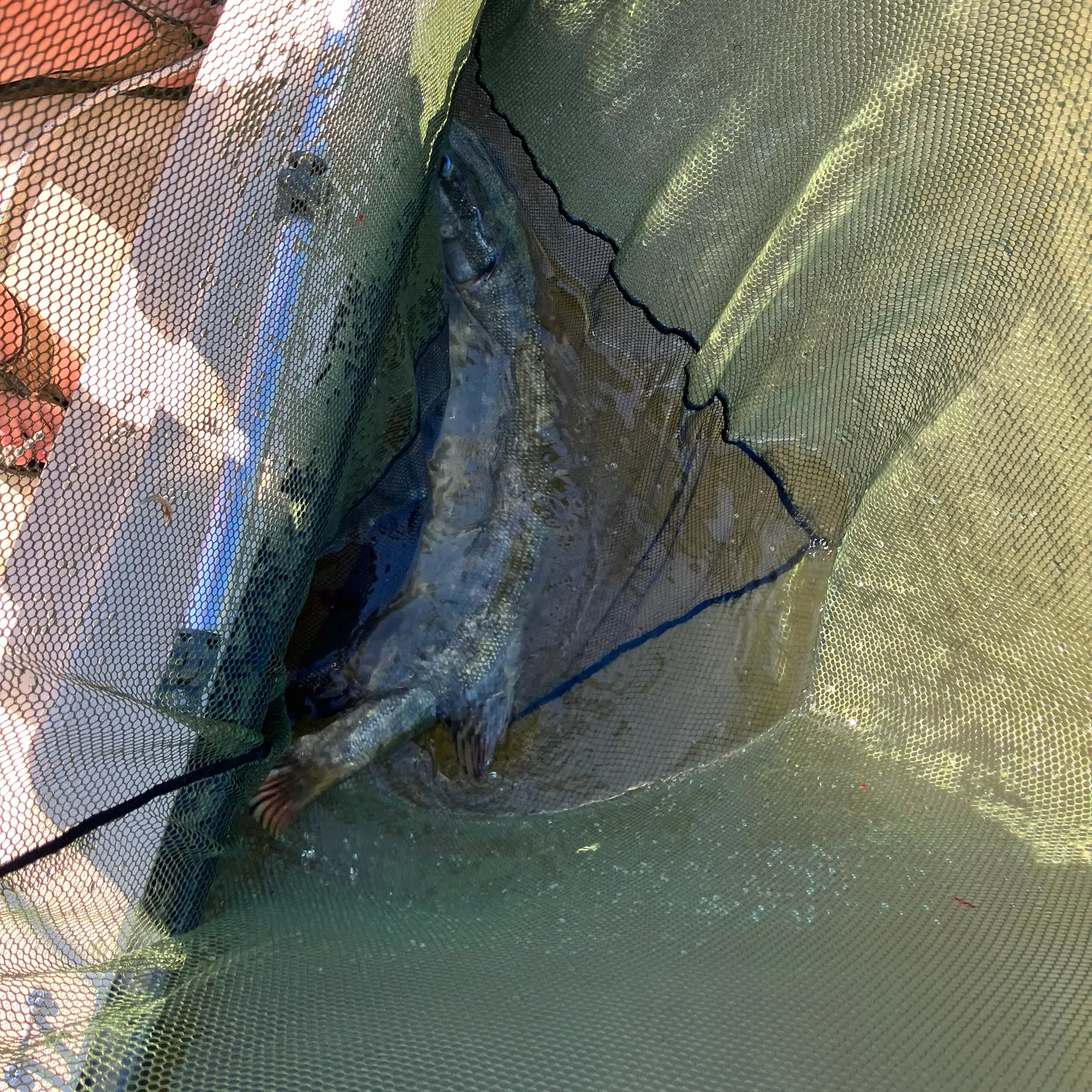 Northern pike caught on Fishbrain