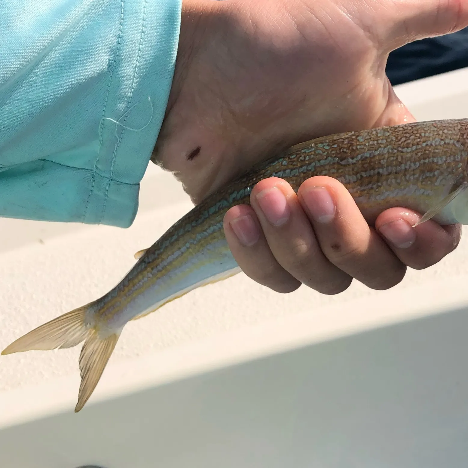 The most recent Snakefish catches on Fishbrain