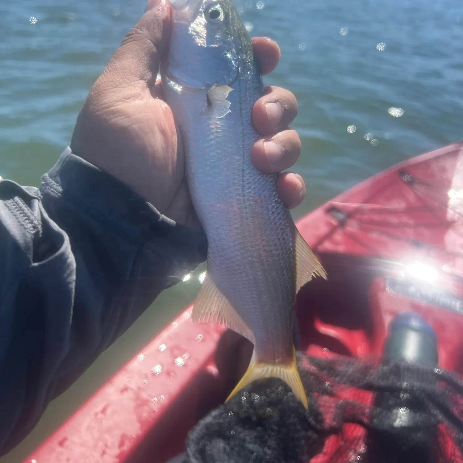 The most recent Queenfish catches on Fishbrain