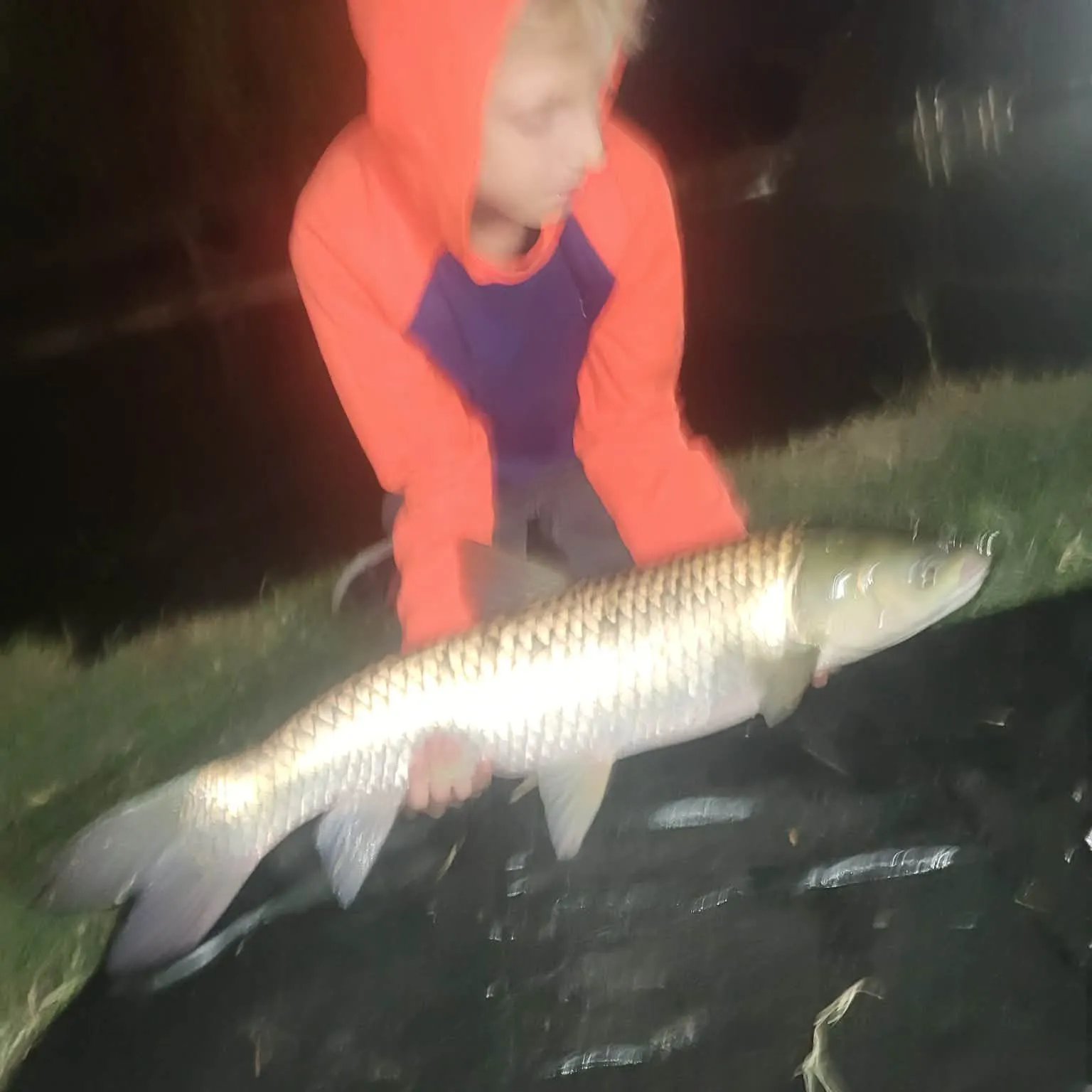 Grass carp caught on Fishbrain