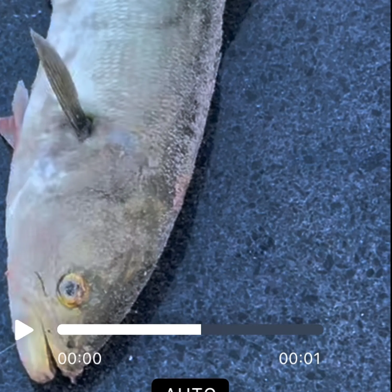 angler catch