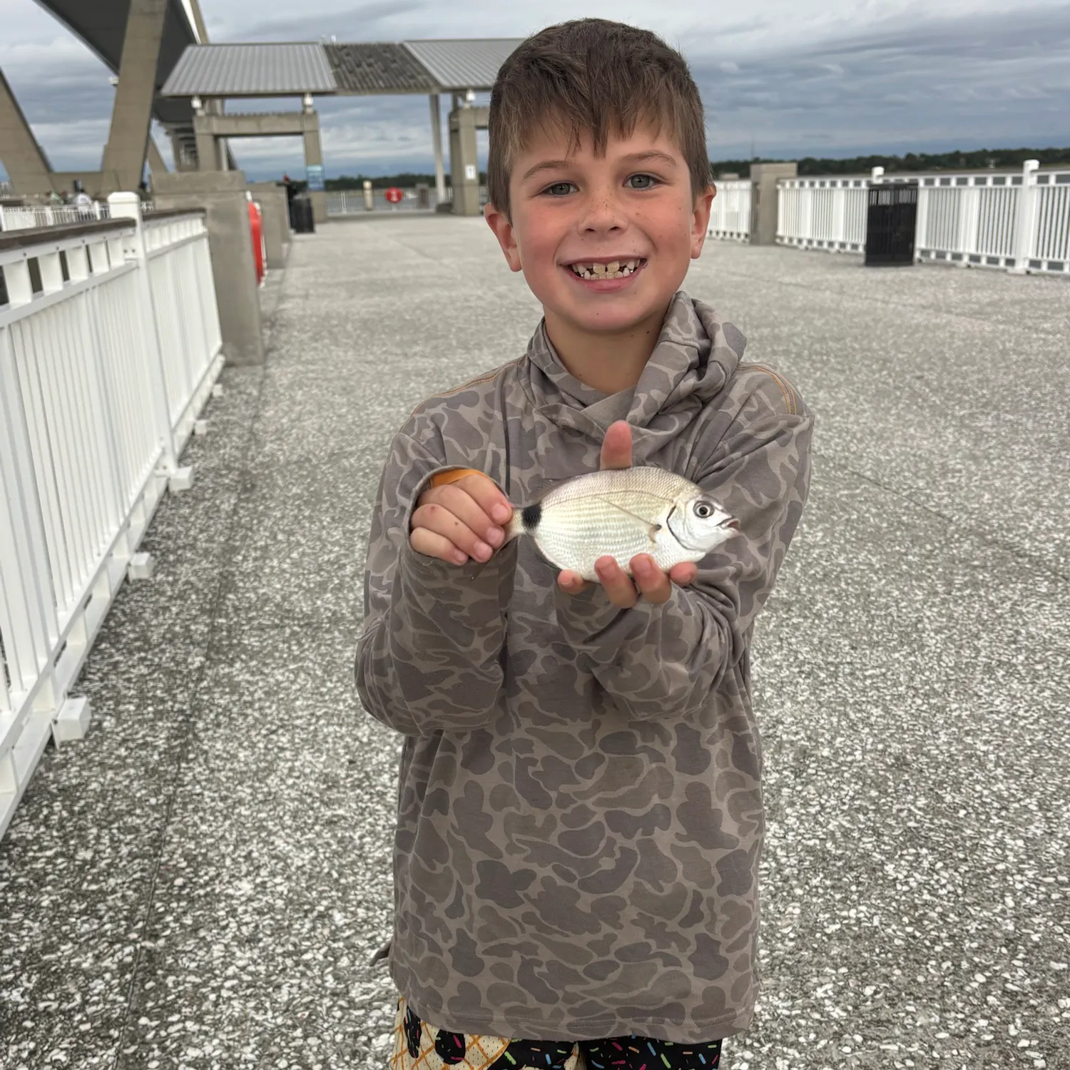 Spottail seabream caught on Fishbrain