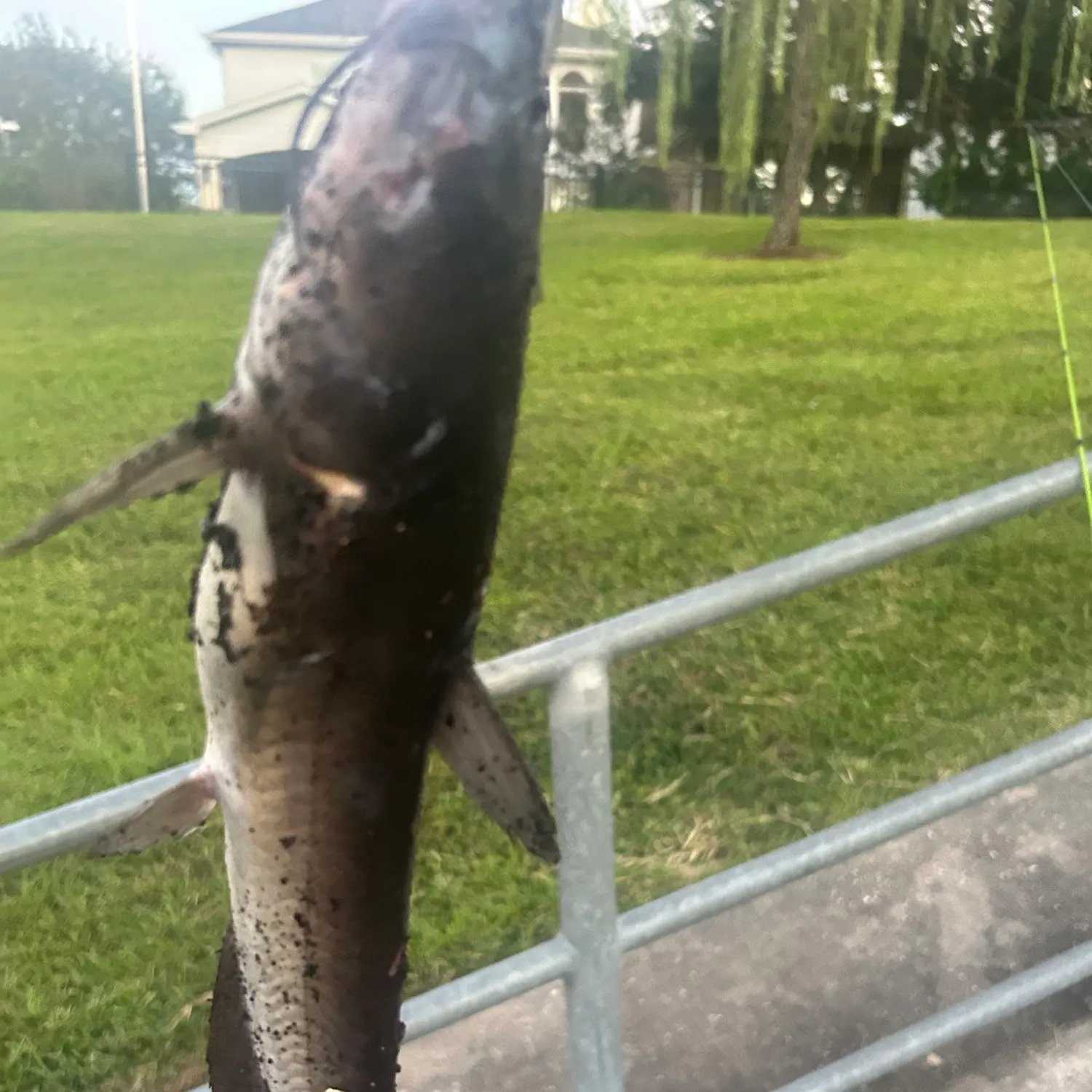 Channel catfish caught on Fishbrain