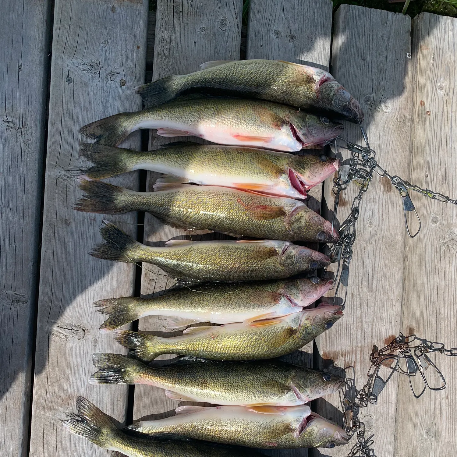 recently logged catches