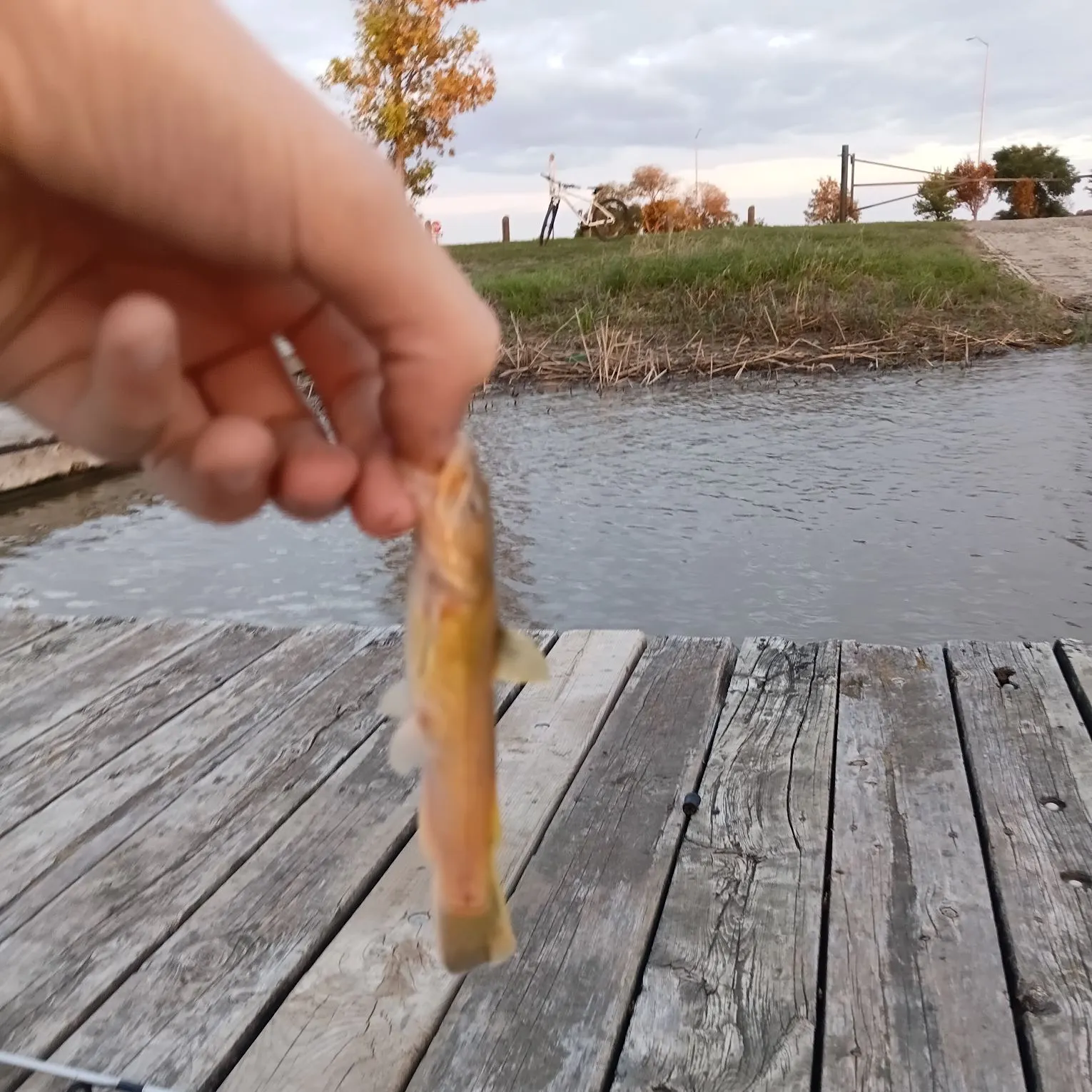 Stonecat caught on Fishbrain