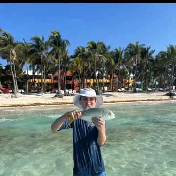 The most recent Pacific crevalle jack catches on Fishbrain