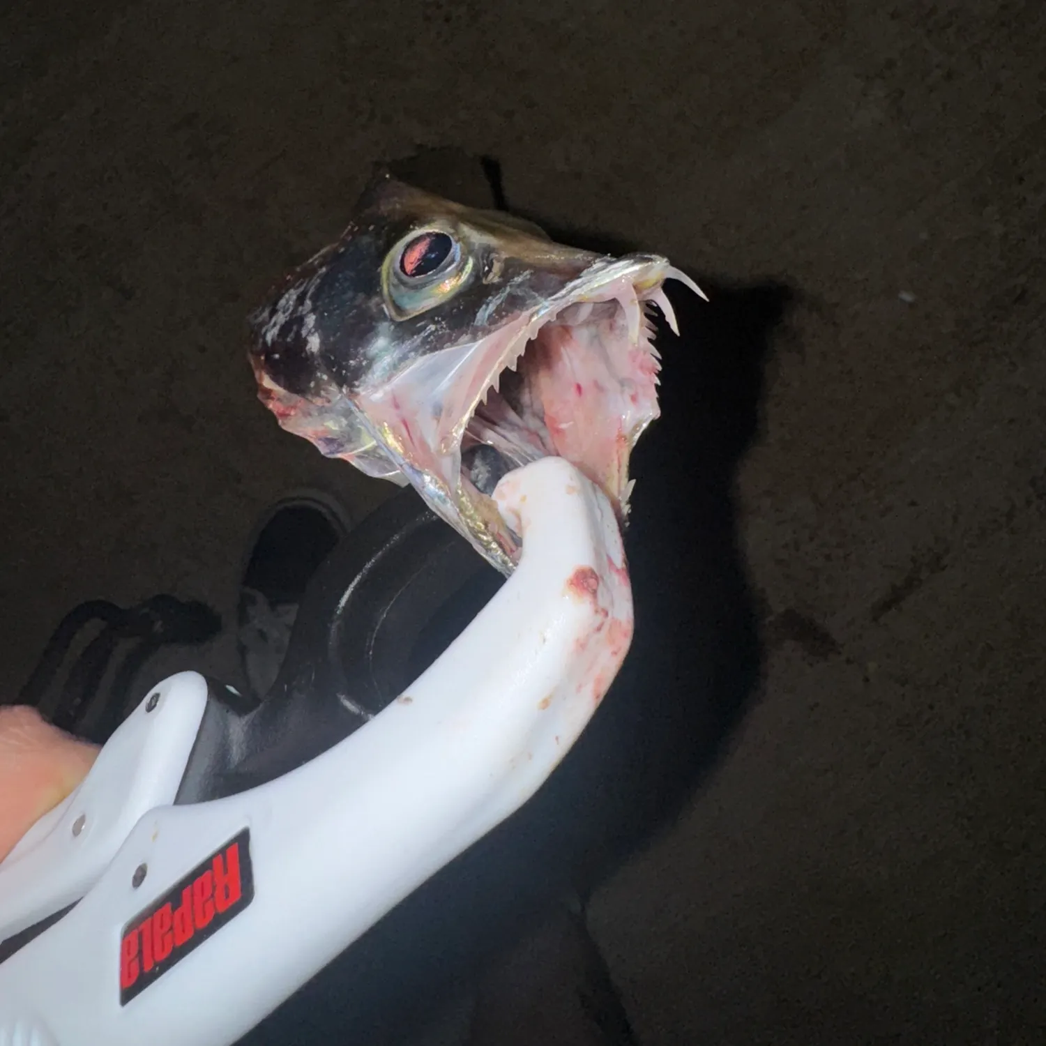 The most recent Atlantic cutlassfish catches on Fishbrain