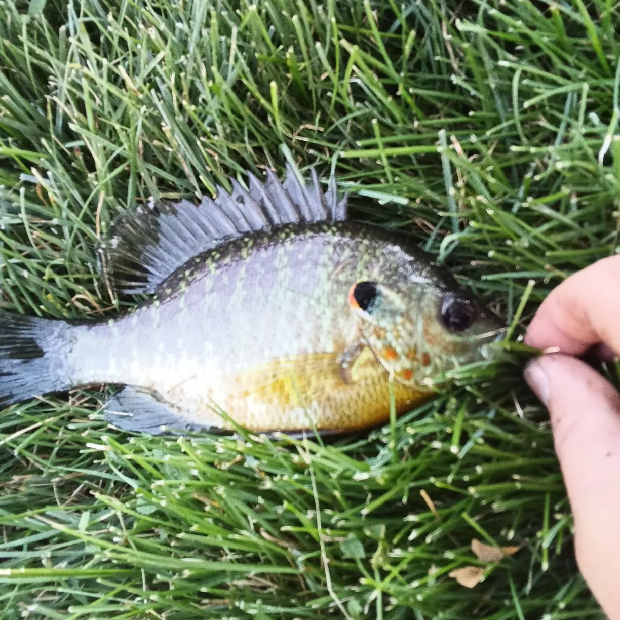Redear sunfish caught on Fishbrain