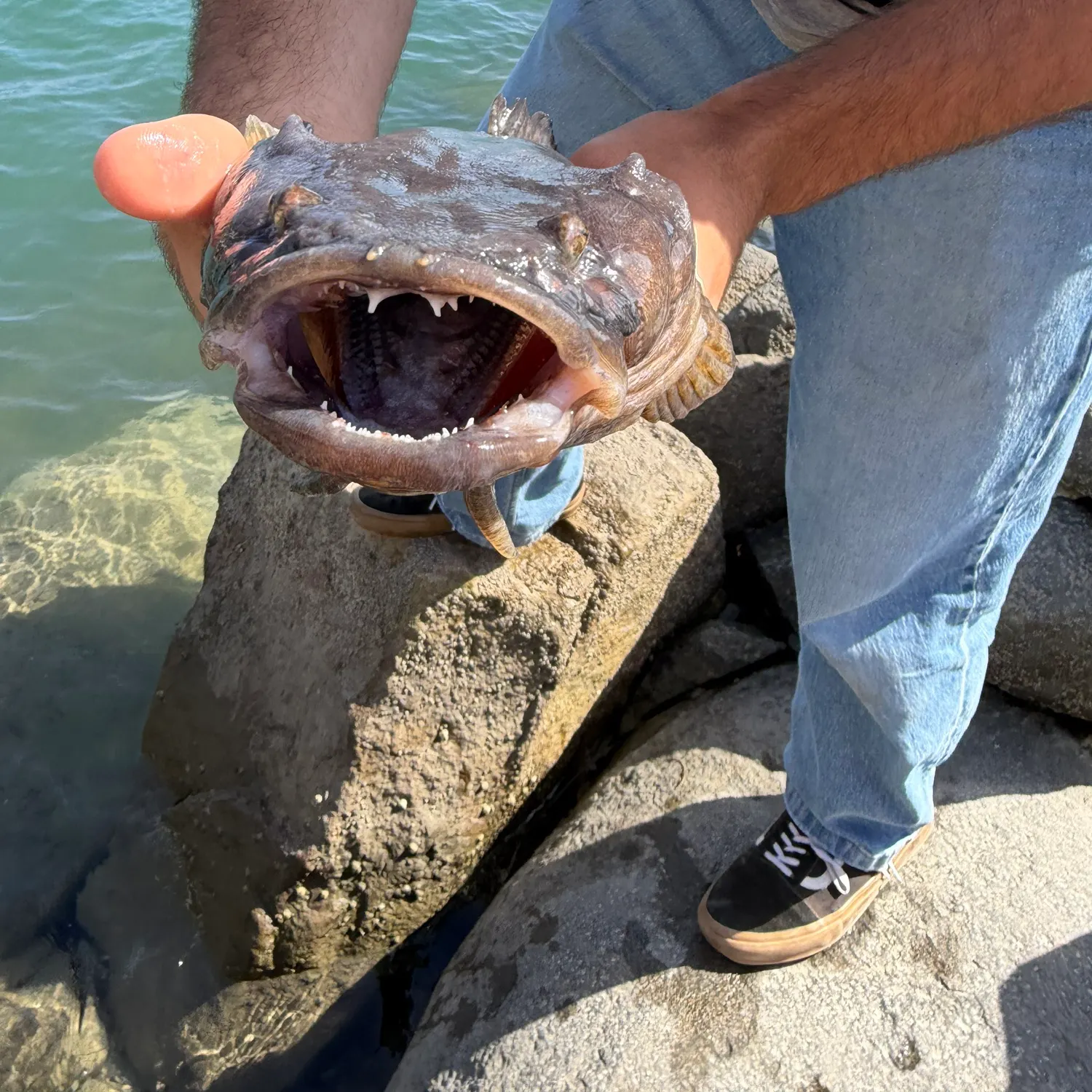 The most recent Plainfin midshipman catches on Fishbrain