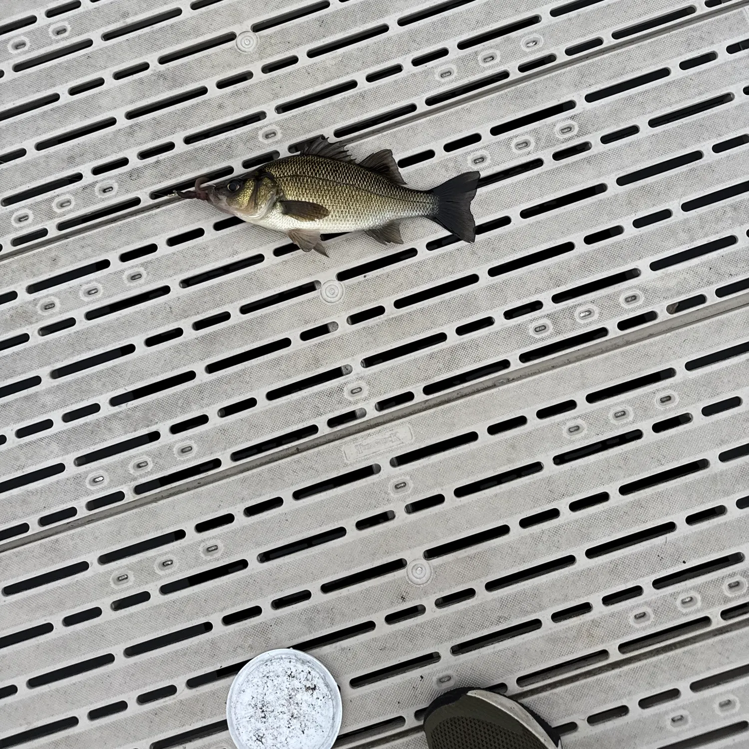 Smallmouth bass caught on Fishbrain
