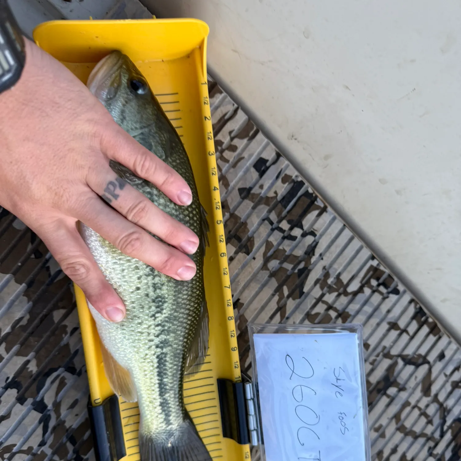 Largemouth bass caught on Fishbrain