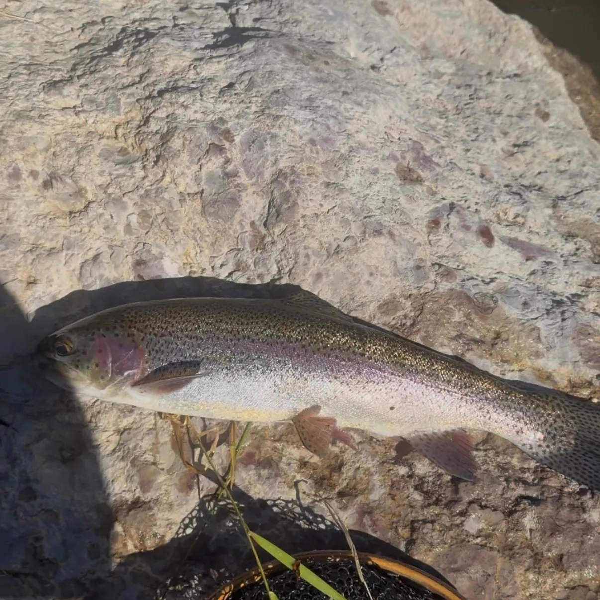 Rainbow trout caught on Fishbrain