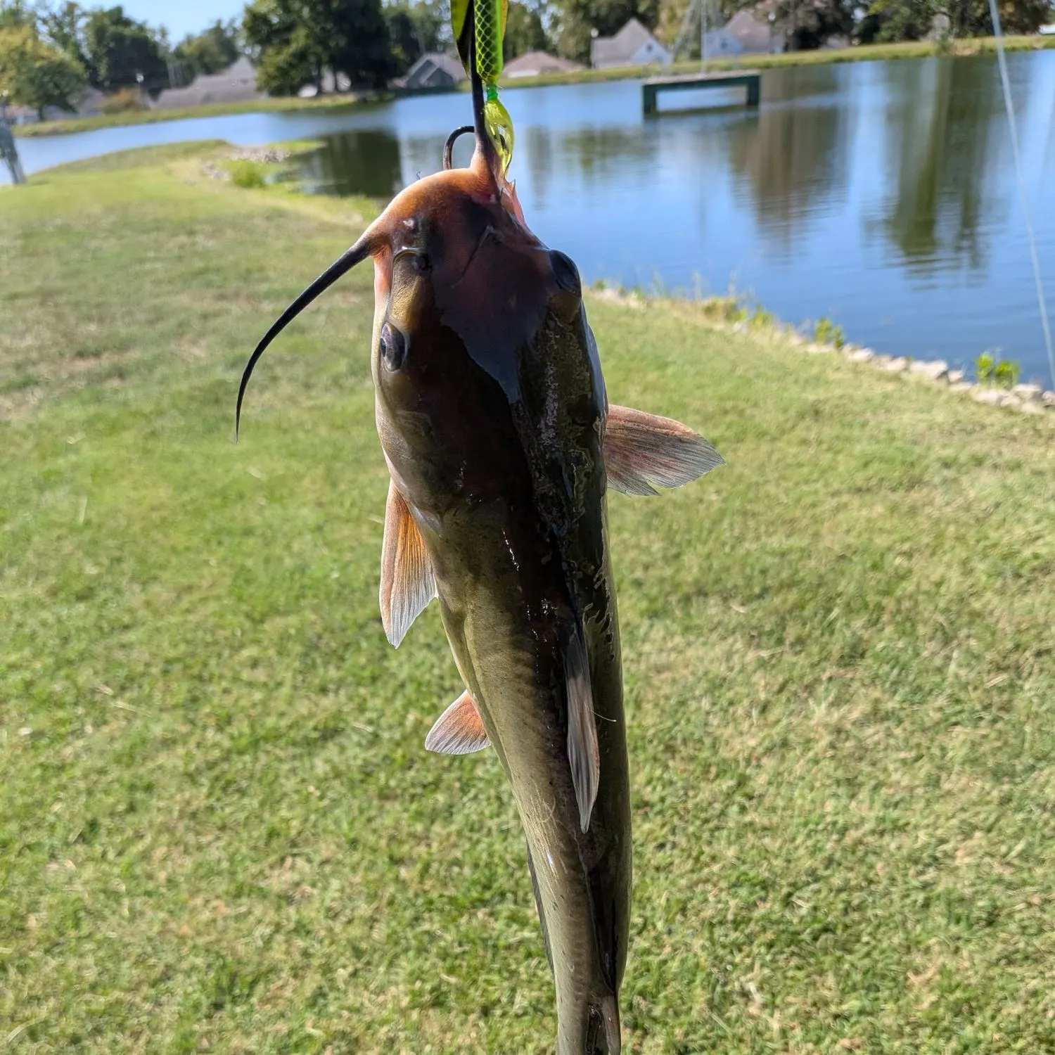 Channel catfish caught on Fishbrain