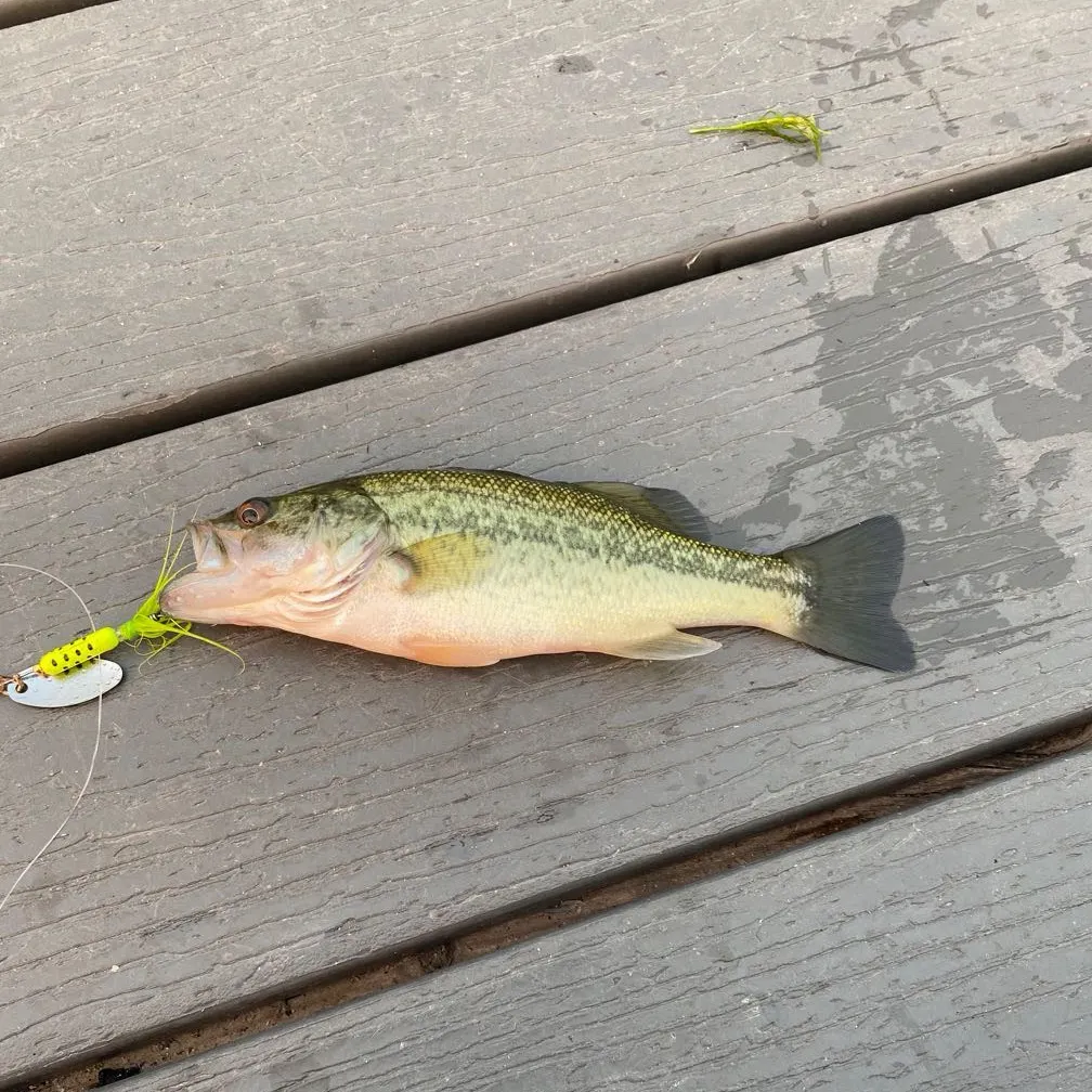 Largemouth bass caught on Fishbrain