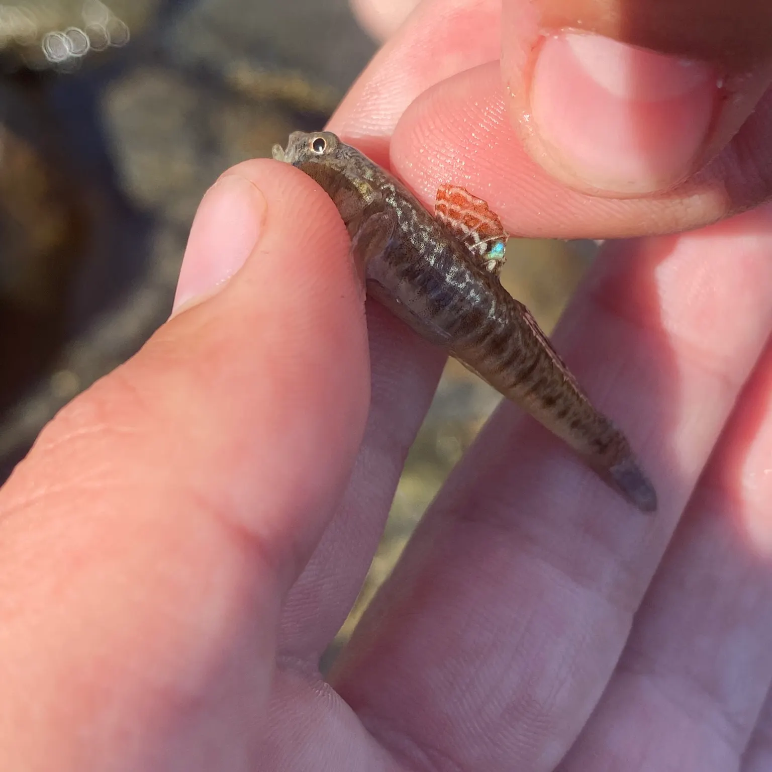 The most recent Painted goby catches on Fishbrain