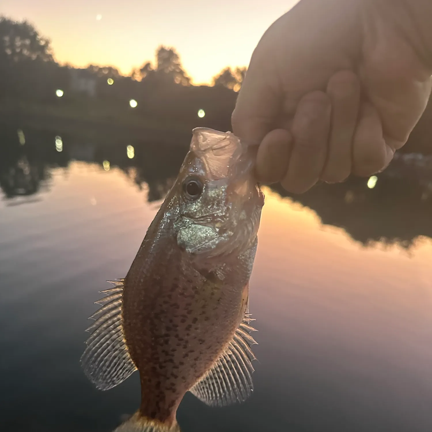 Black crappie caught on Fishbrain