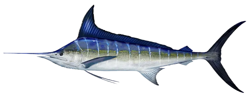 Striped marlin