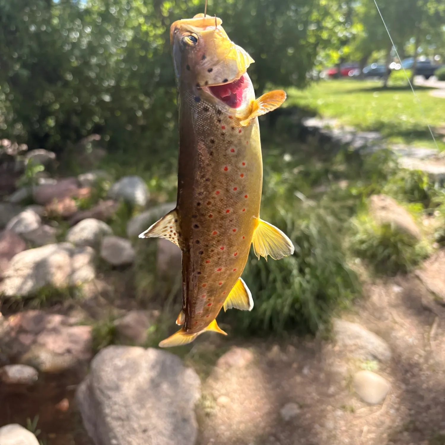 The most recent Brown trout catches on Fishbrain