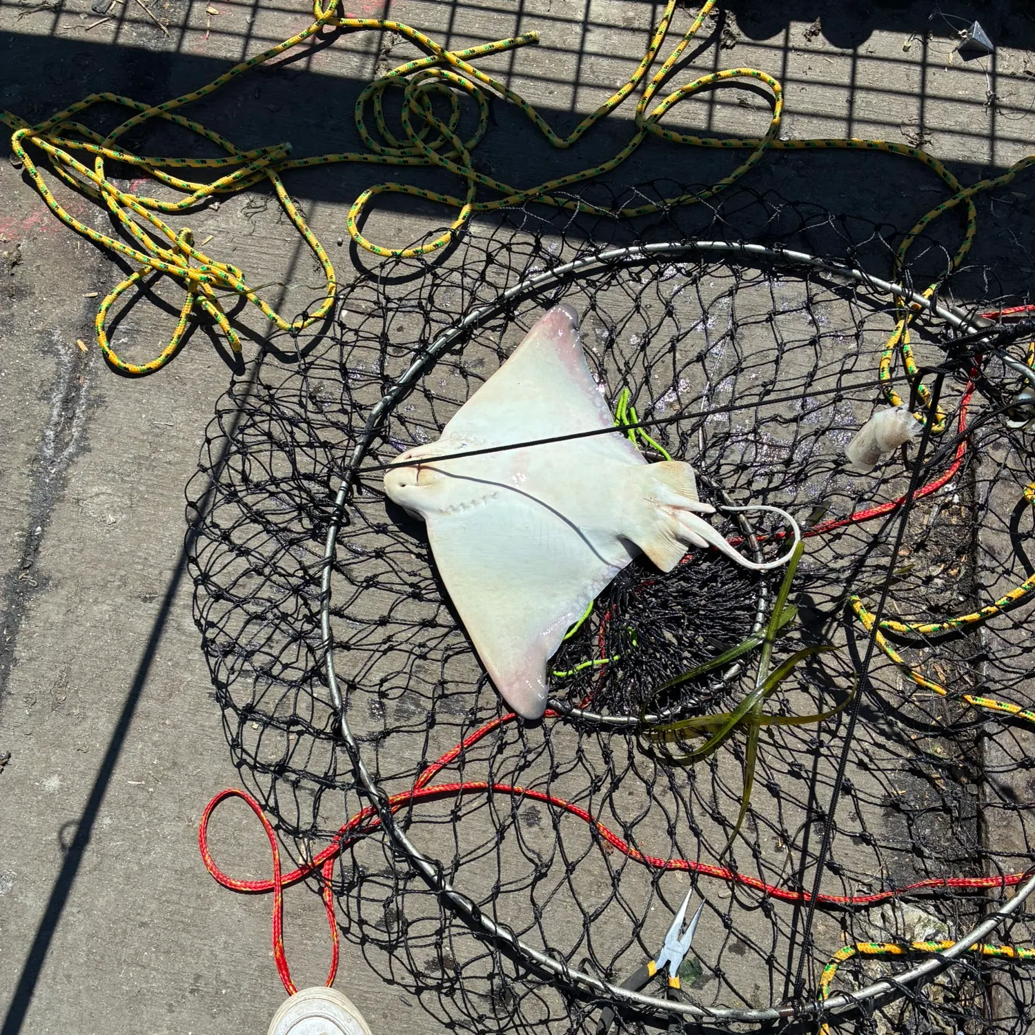 Fish caught on Fishbrain