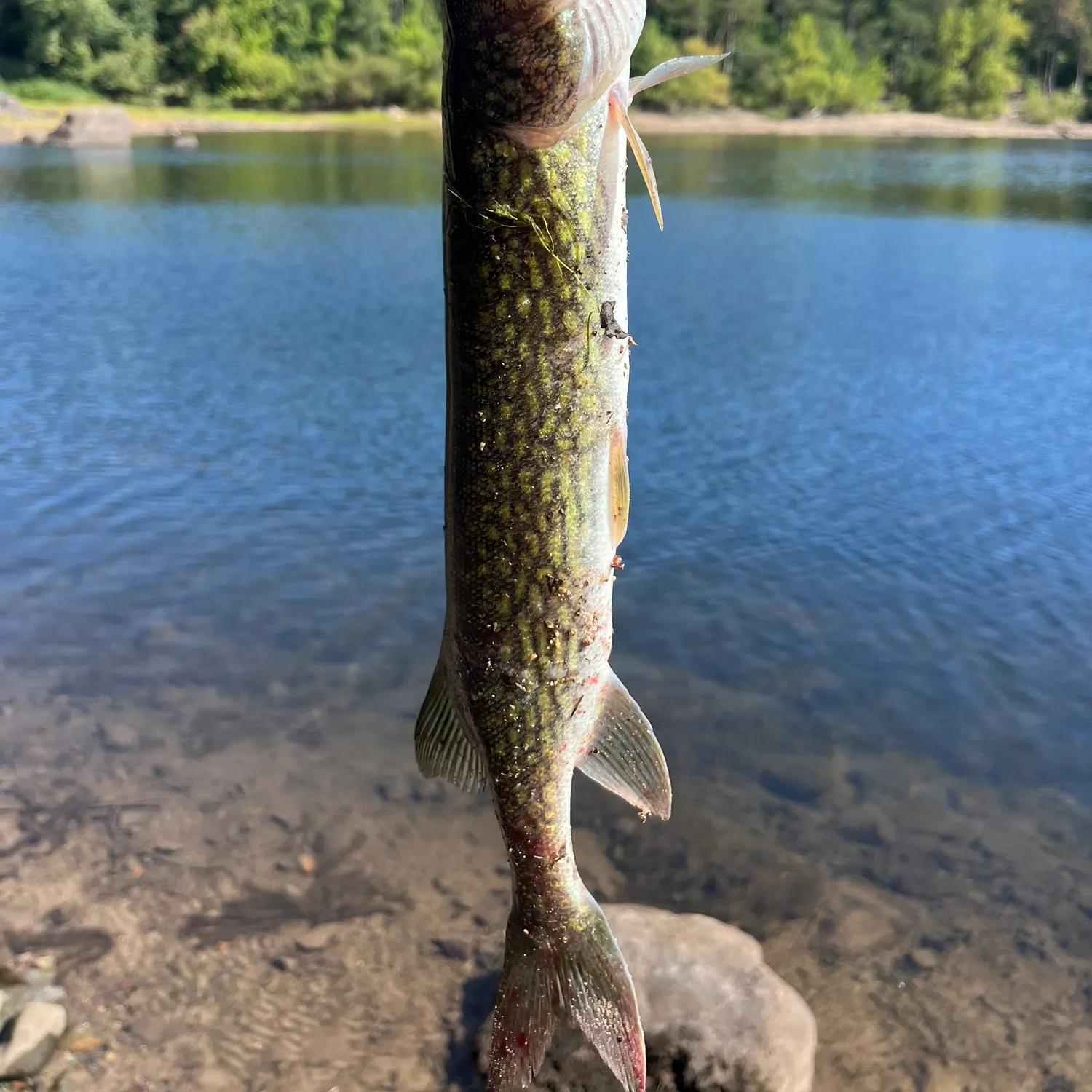 Chain pickerel caught on Fishbrain