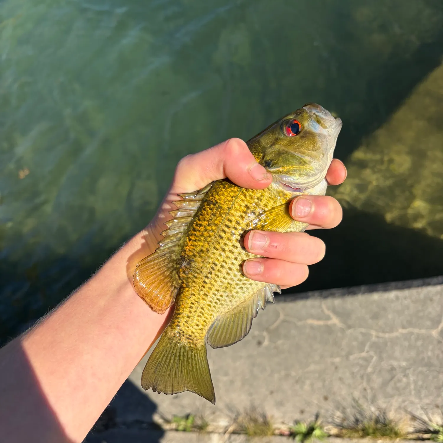 Rock bass caught on Fishbrain