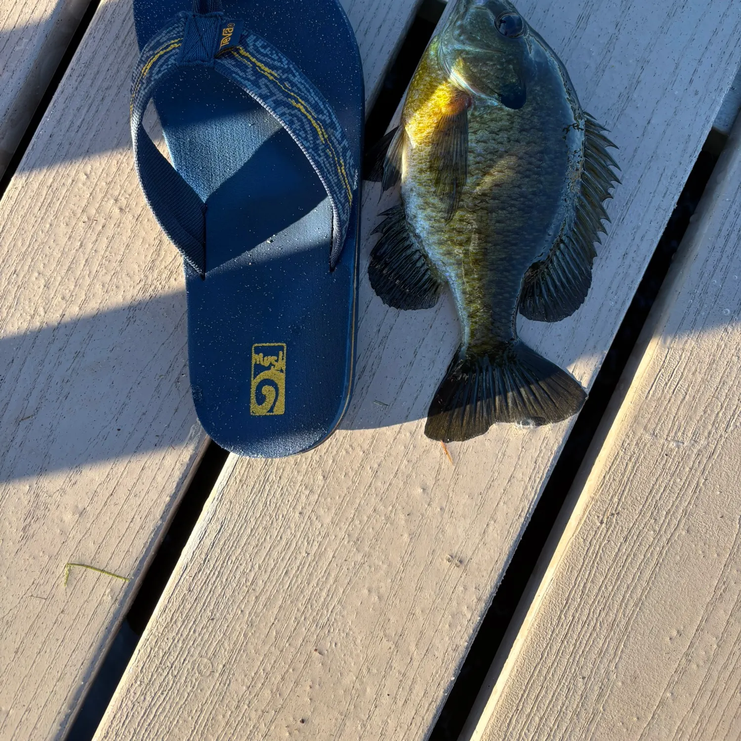 Bluegill caught on Fishbrain